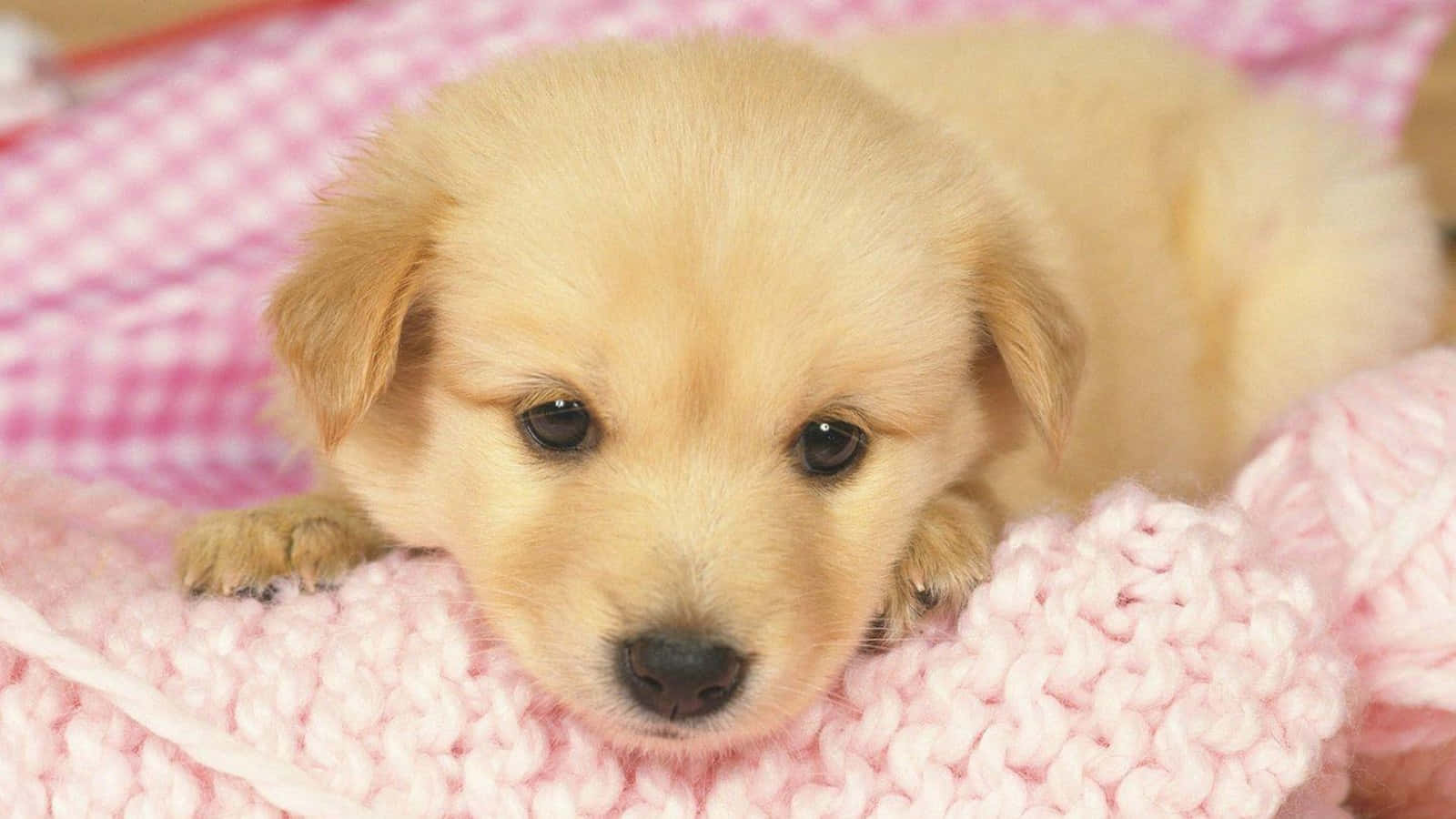 A Puppy Is Laying On A Pink Blanket Background