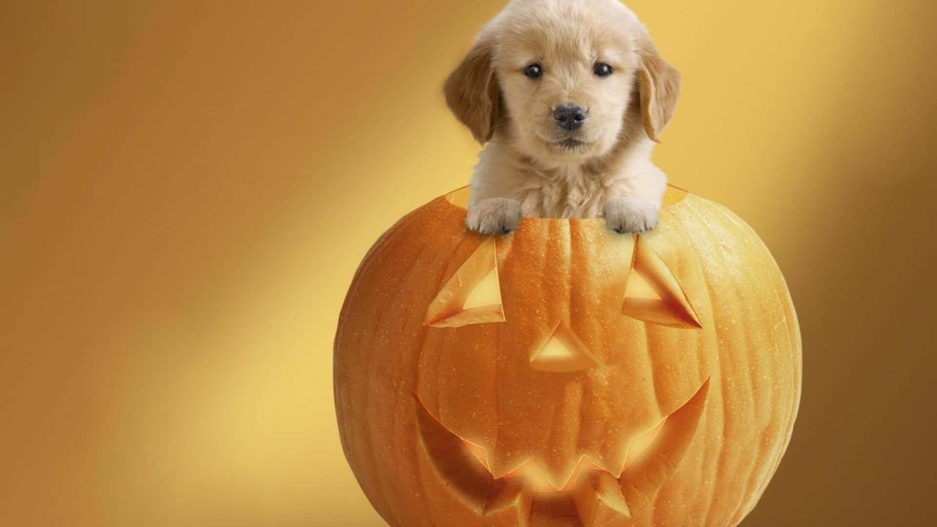 A Puppy Is Sitting In A Pumpkin With A Jack O Lantern Background