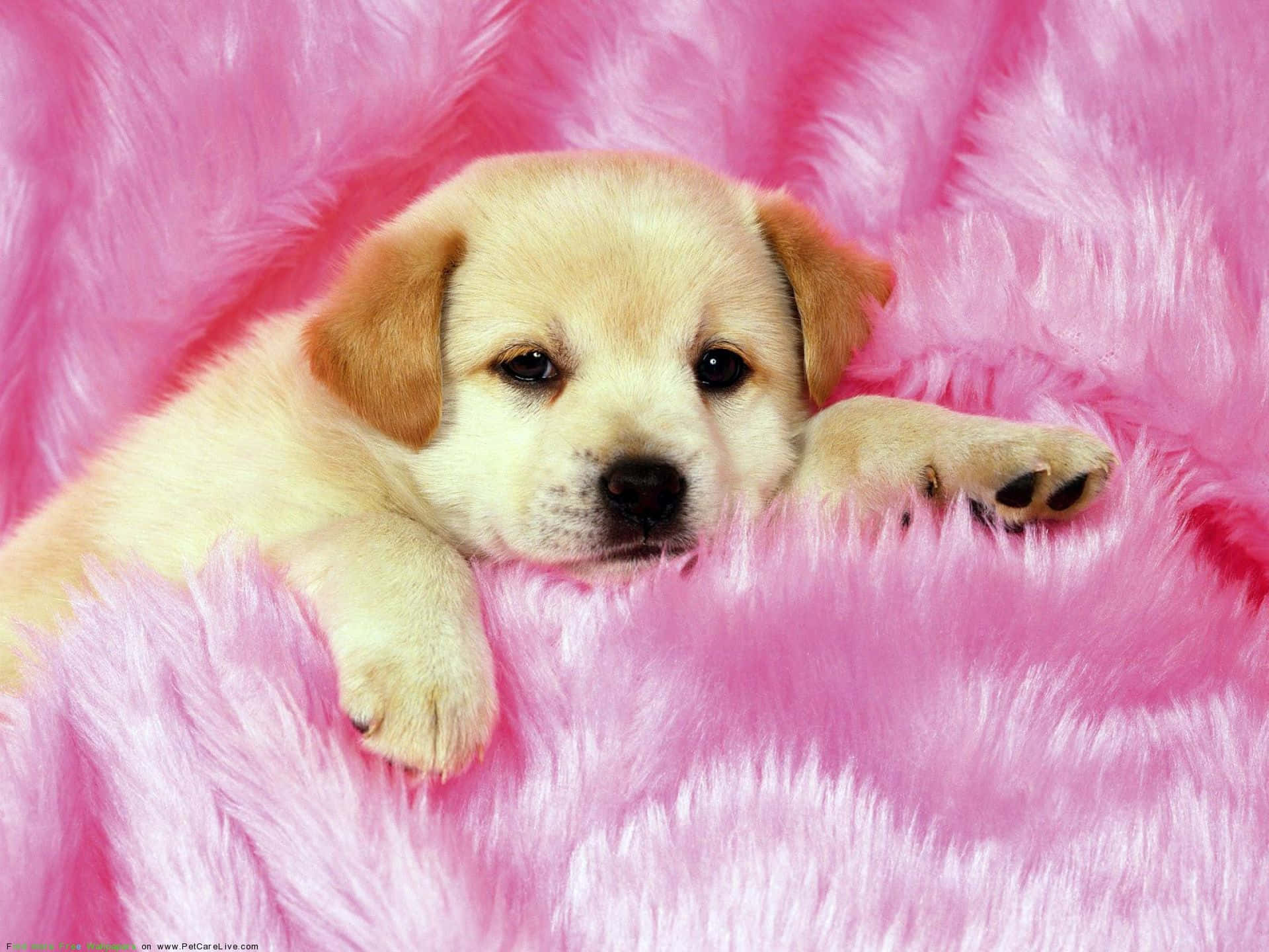 A Puppy Laying On A Pink Blanket Background