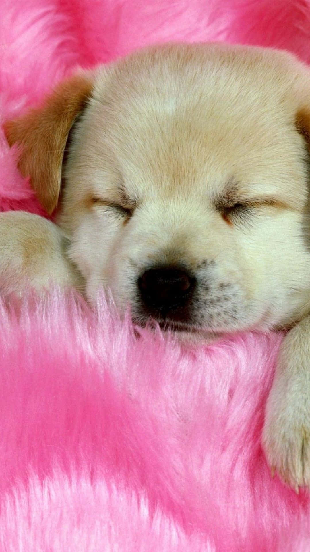 A Puppy Sleeping On A Pink Blanket