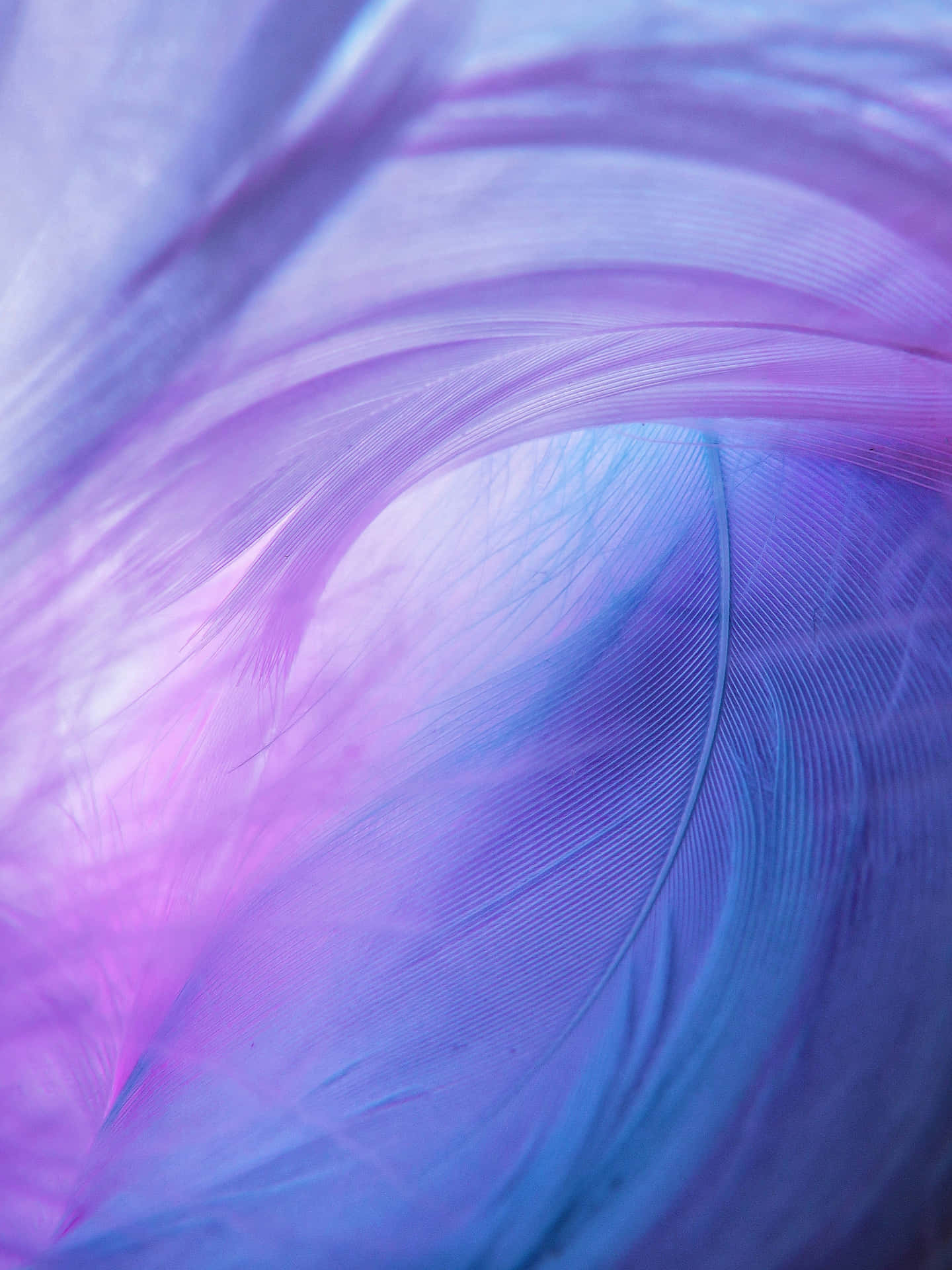 A Purple And Blue Feather With A Swirling Pattern Background