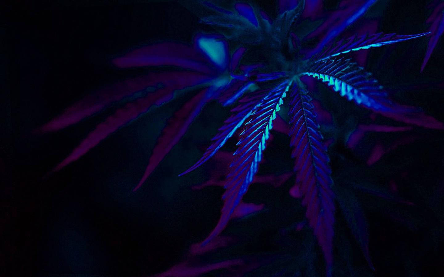 A Purple And Blue Marijuana Leaf In The Dark Background
