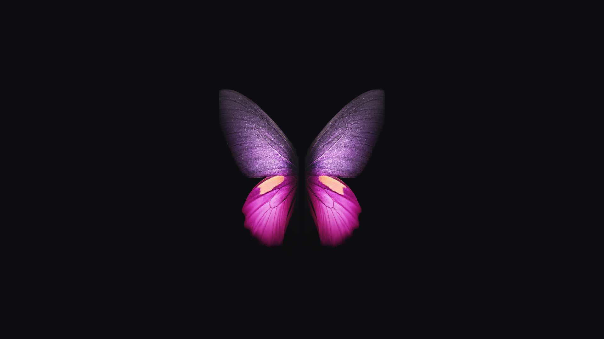 A Purple Butterfly Is Shown On A Black Background Background