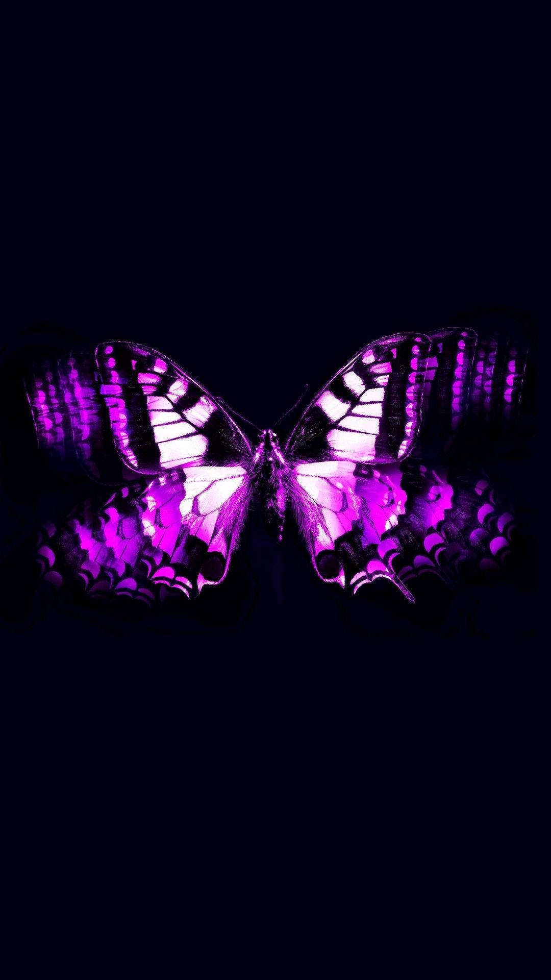 A Purple Butterfly With Black Wings On A Black Background