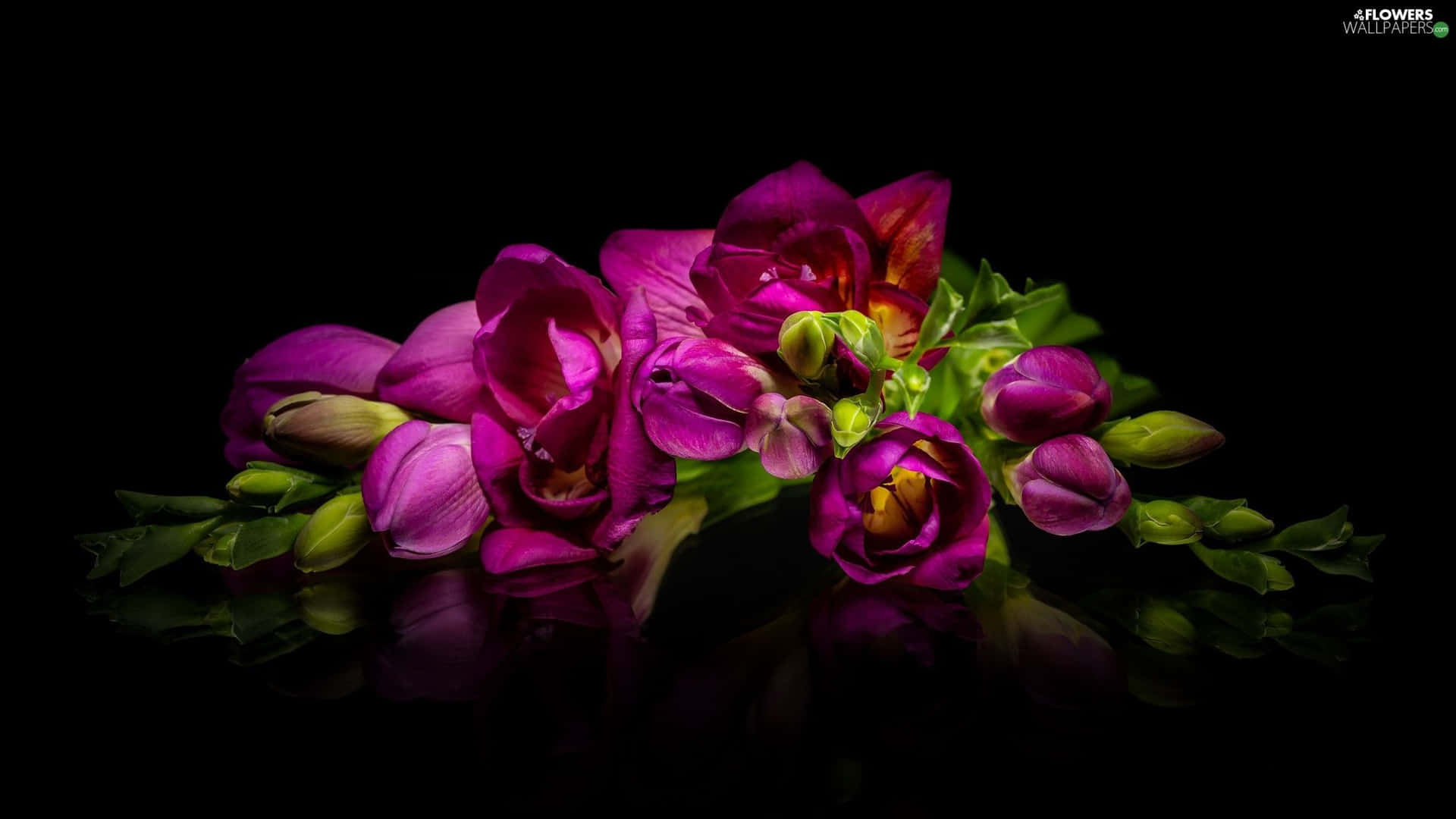 A Purple Flower Is On A Black Background Background