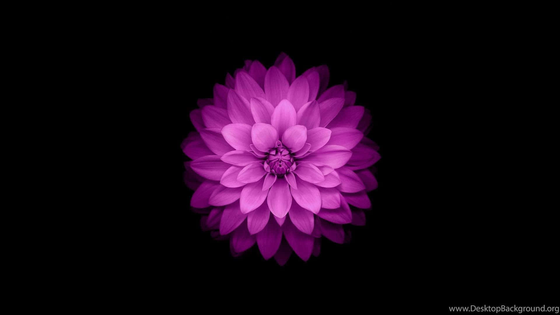 A Purple Flower On A Black Background