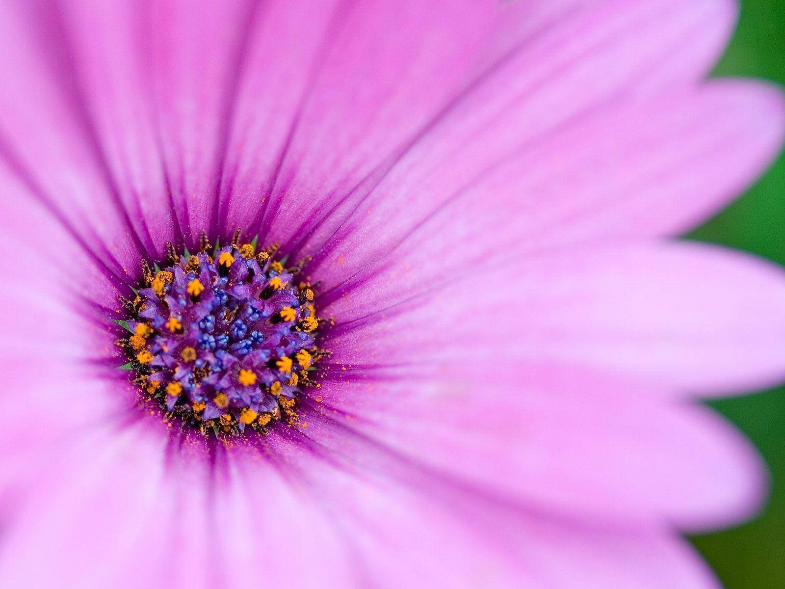 A Purple Flower Patterned Laptop Background