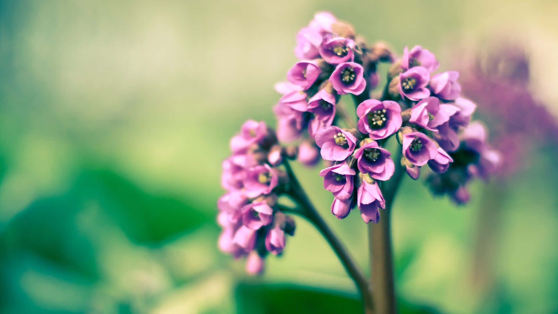 A Purple Flower With A Blurry Background Background