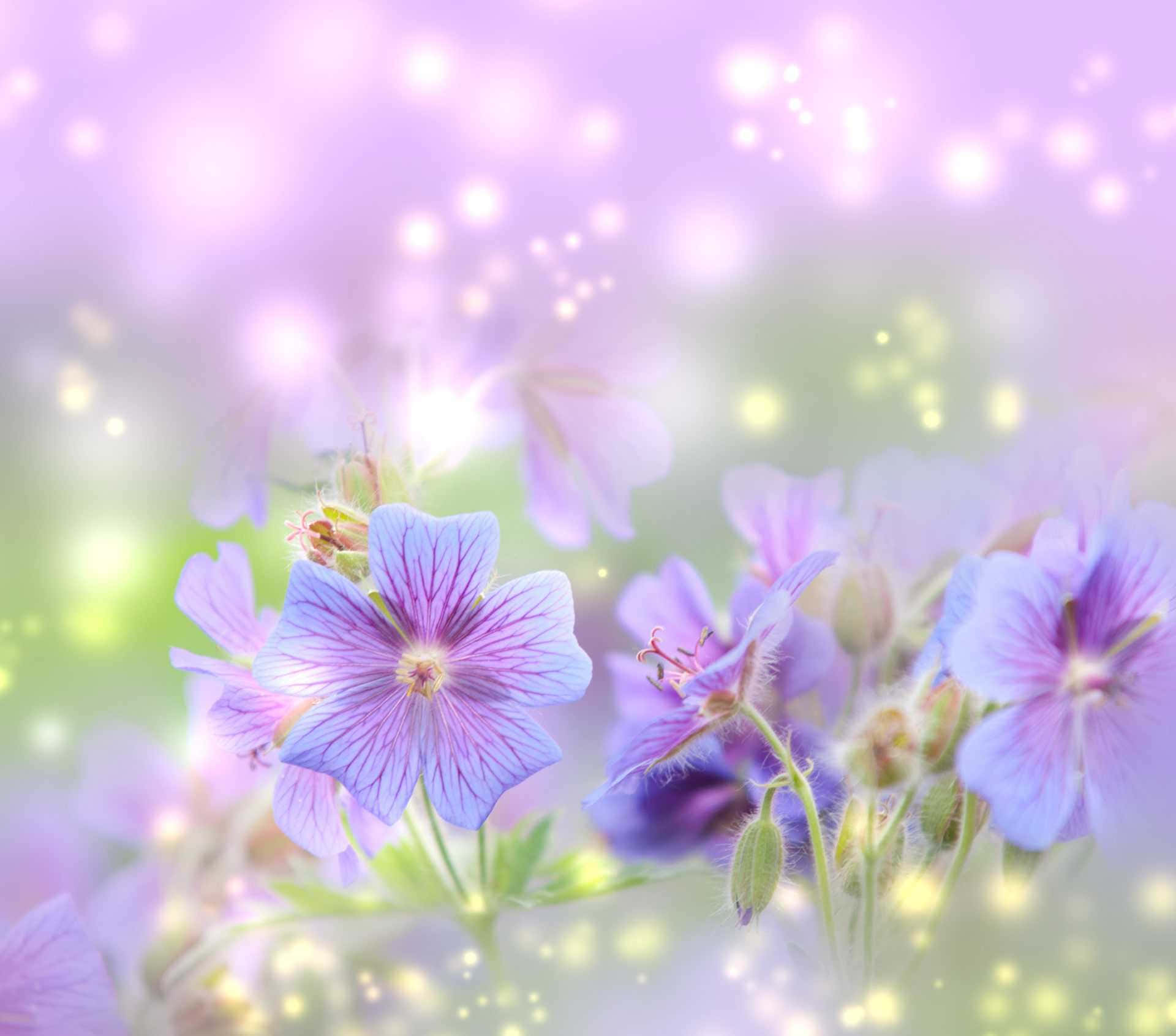 A Purple Flower With A Light Shining On It Background