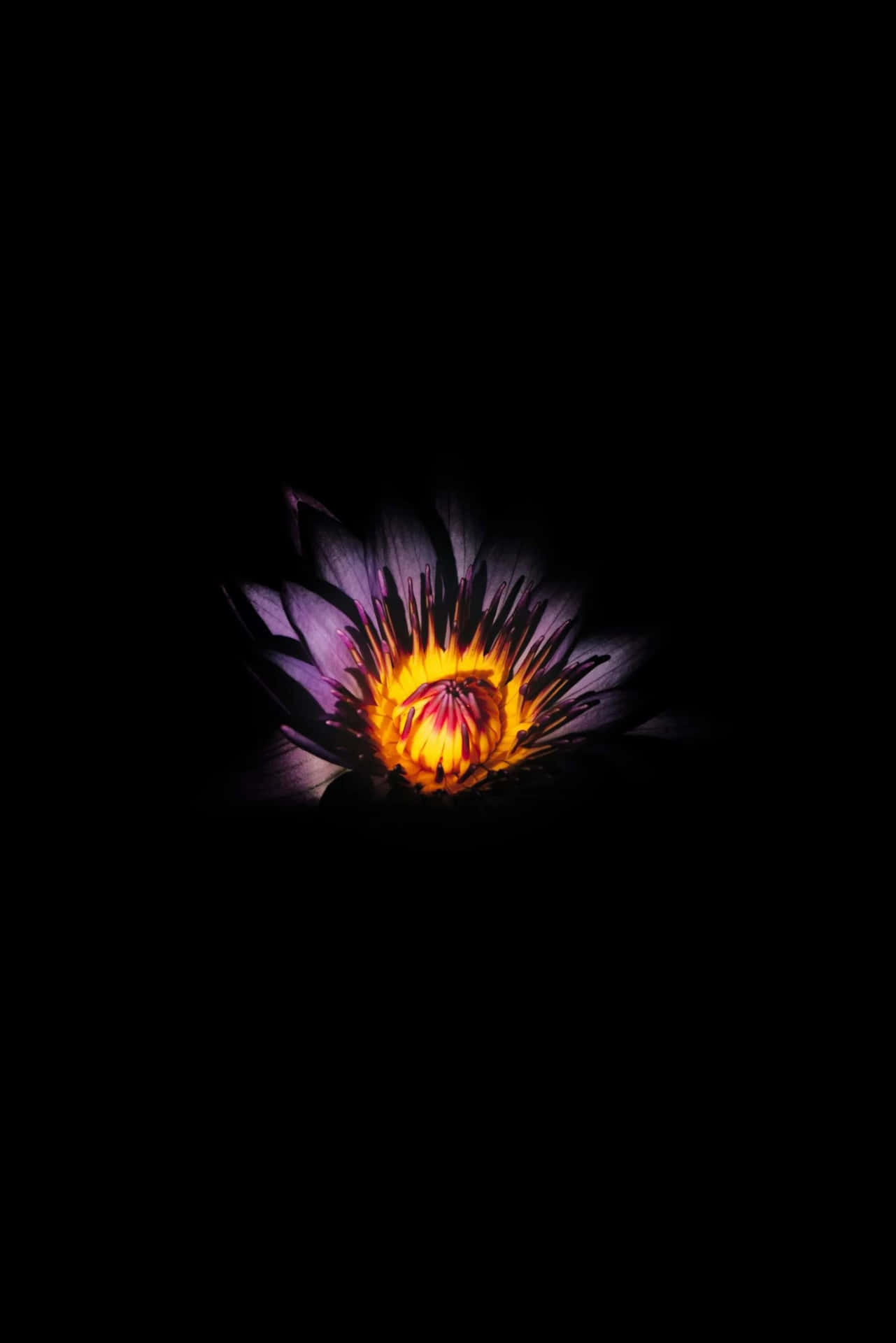 A Purple Lotus Flower In The Dark