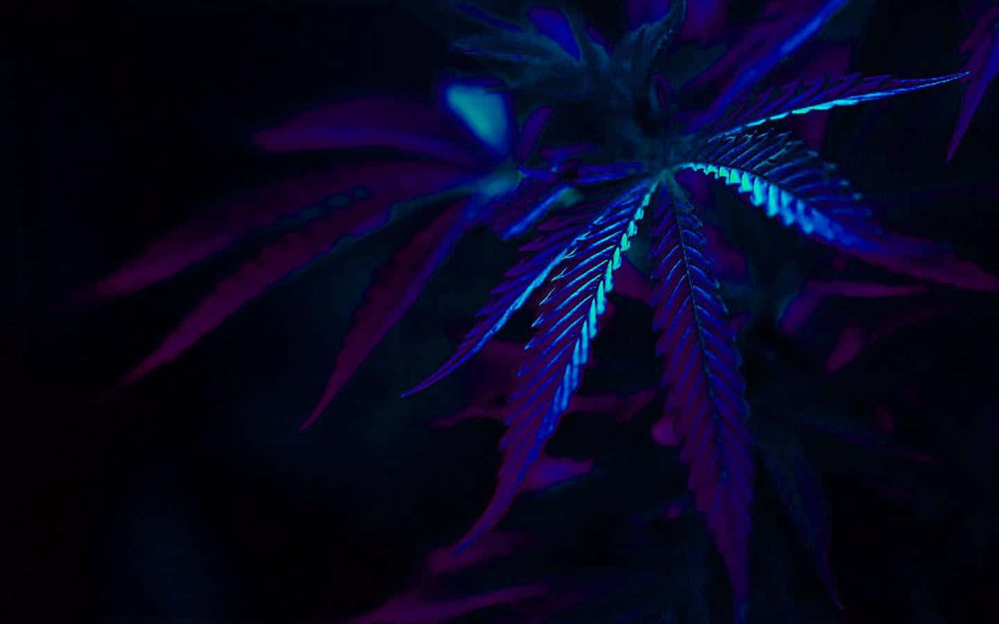 A Purple Marijuana Leaf Is Lit Up In The Dark Background