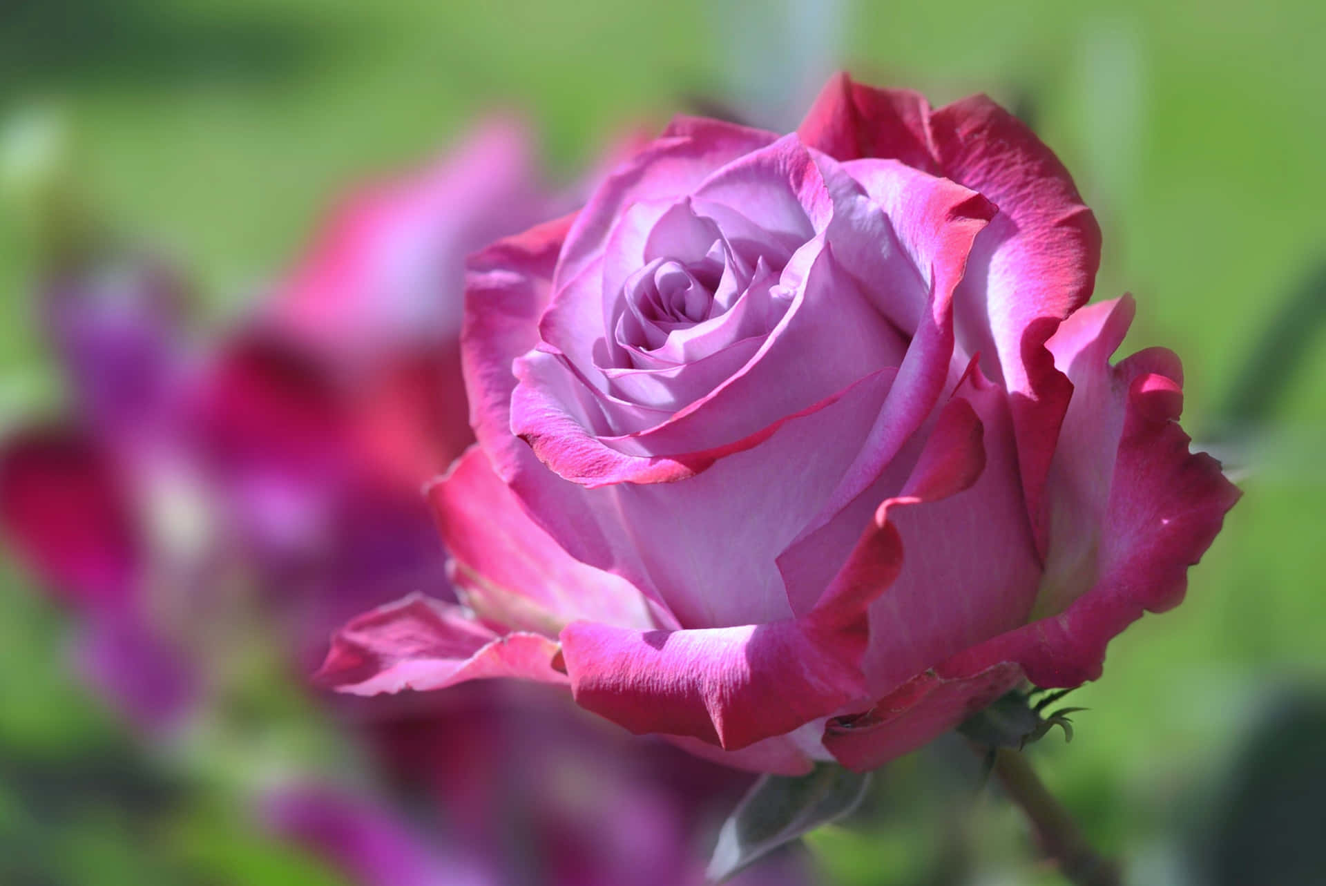 A Purple Rose Is In Bloom In A Garden