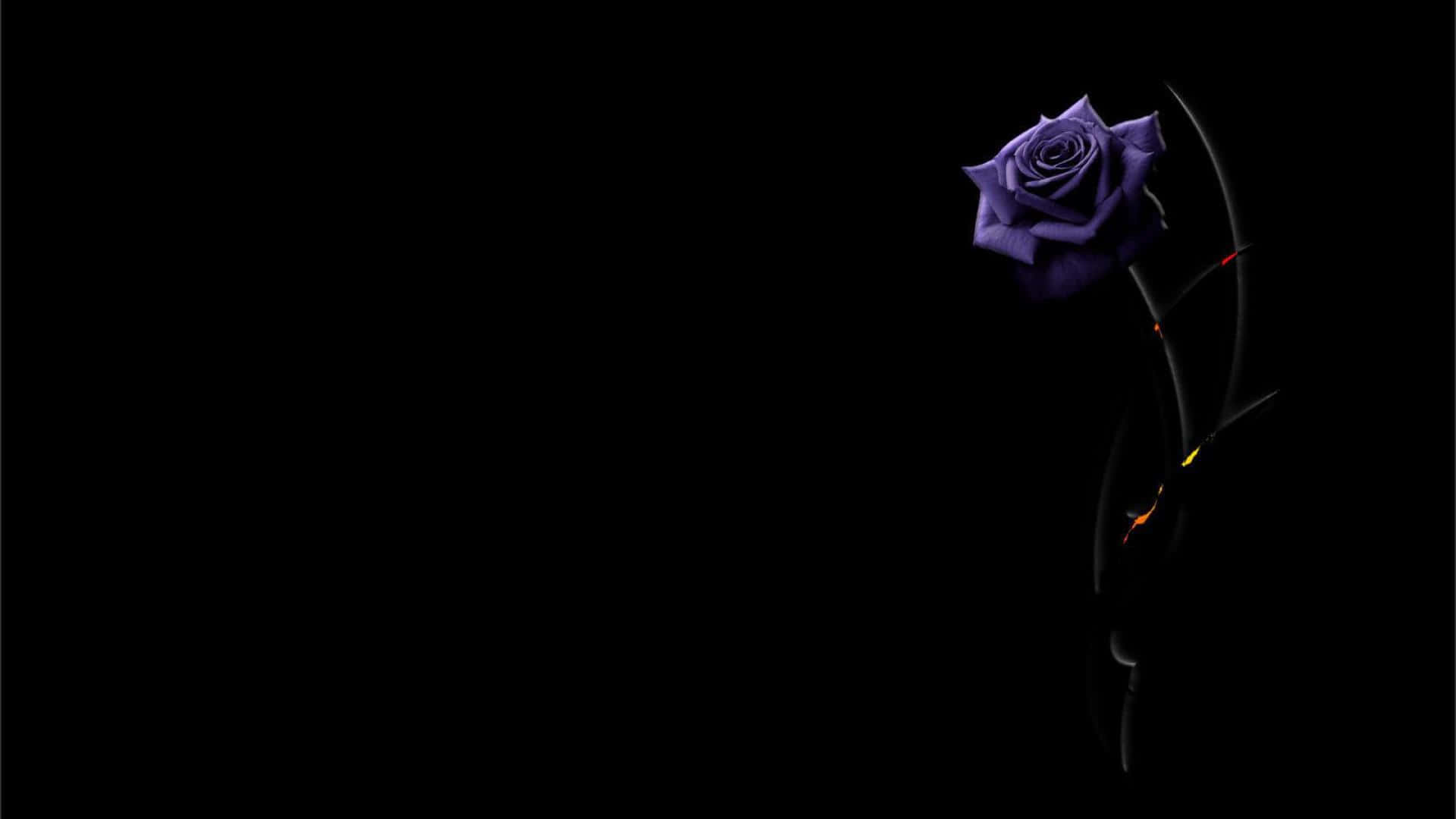 A Purple Rose Is Shown Against A Black Background Background