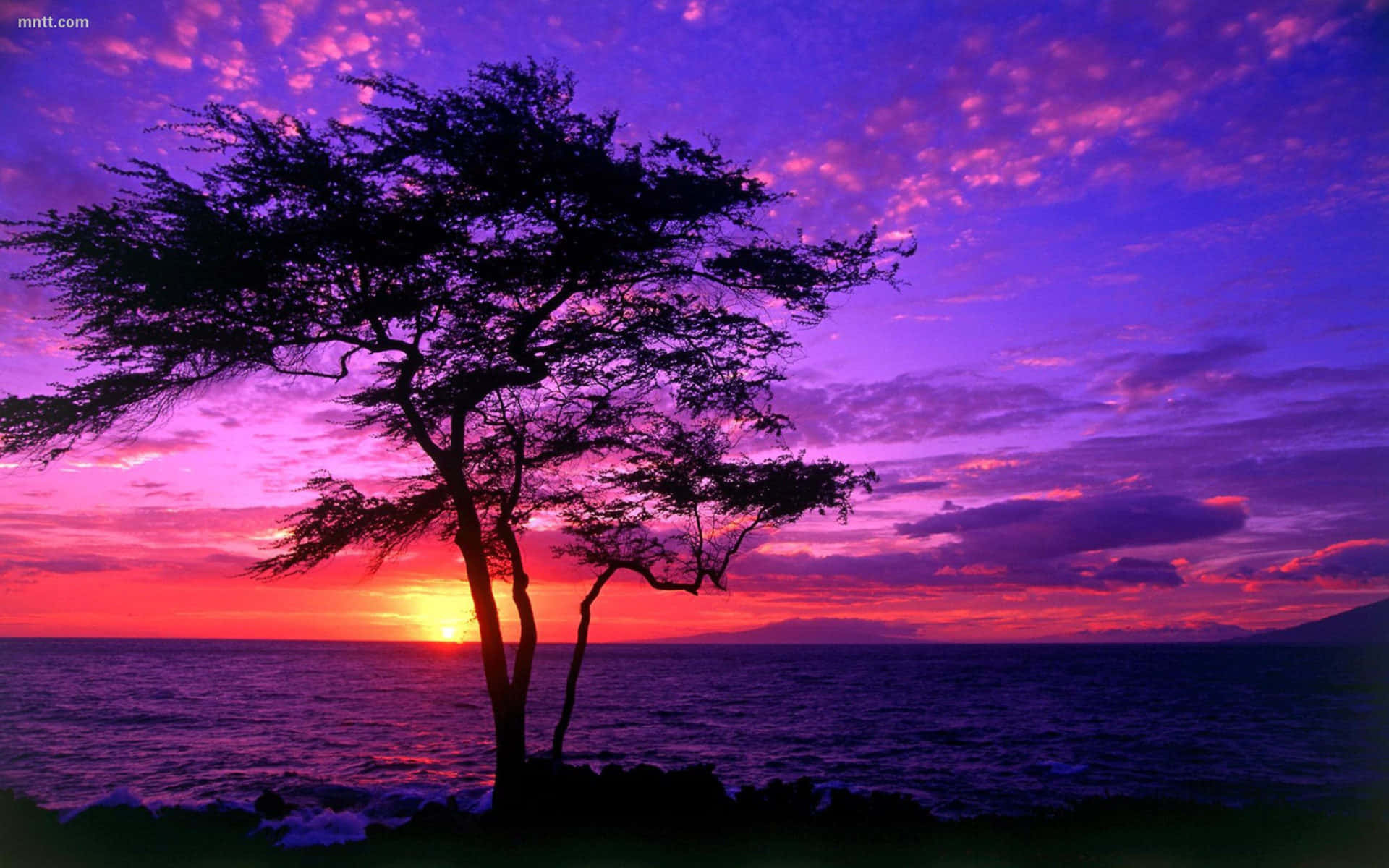 A Purple Sunset With A Tree In The Background