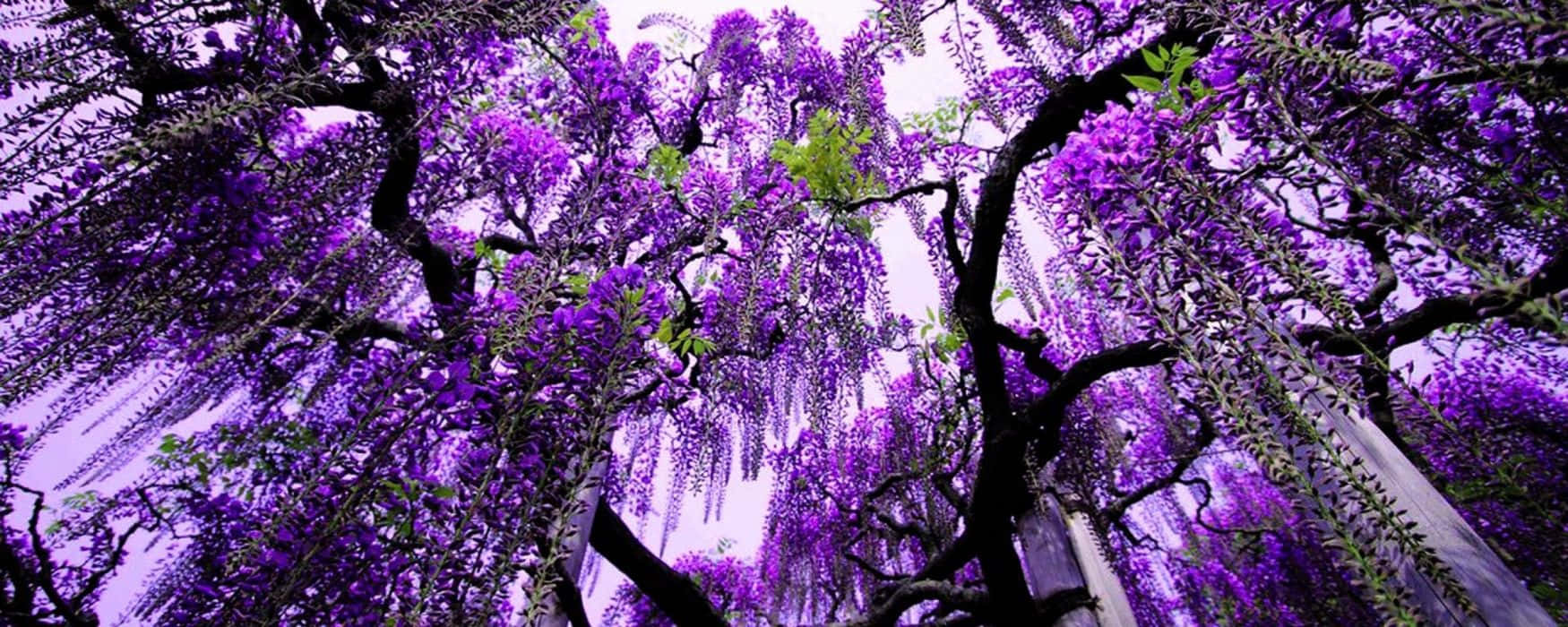 A Purple Tree With Purple Flowers Background