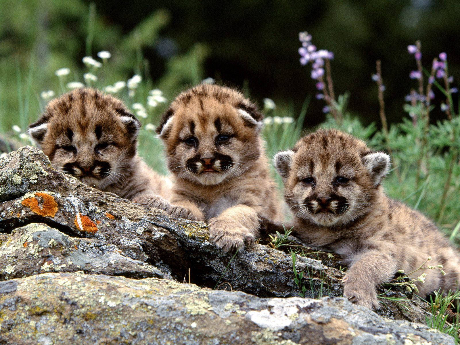 A Purr-fect Portrait Of Fierce Baby Tigers