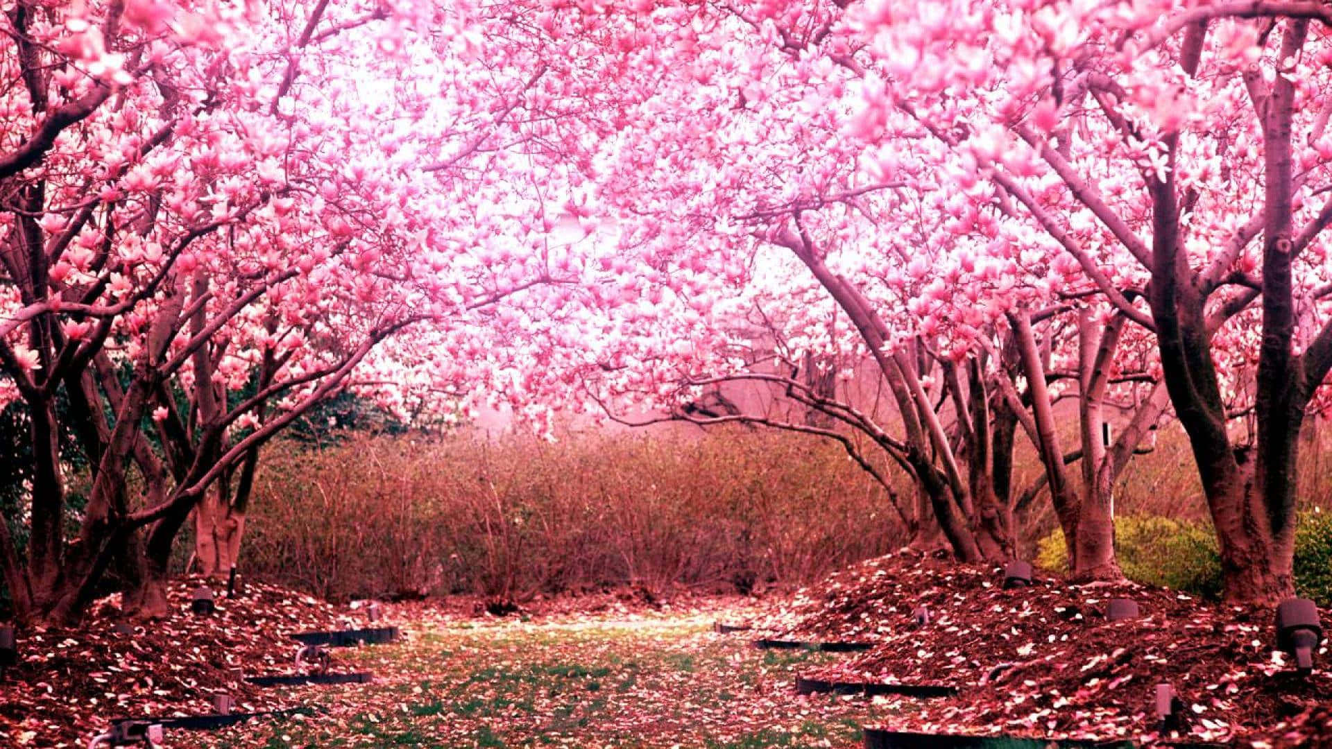 A Quiet Moment Of Reflection In A Bed Of Pink Cherry Blossoms Background