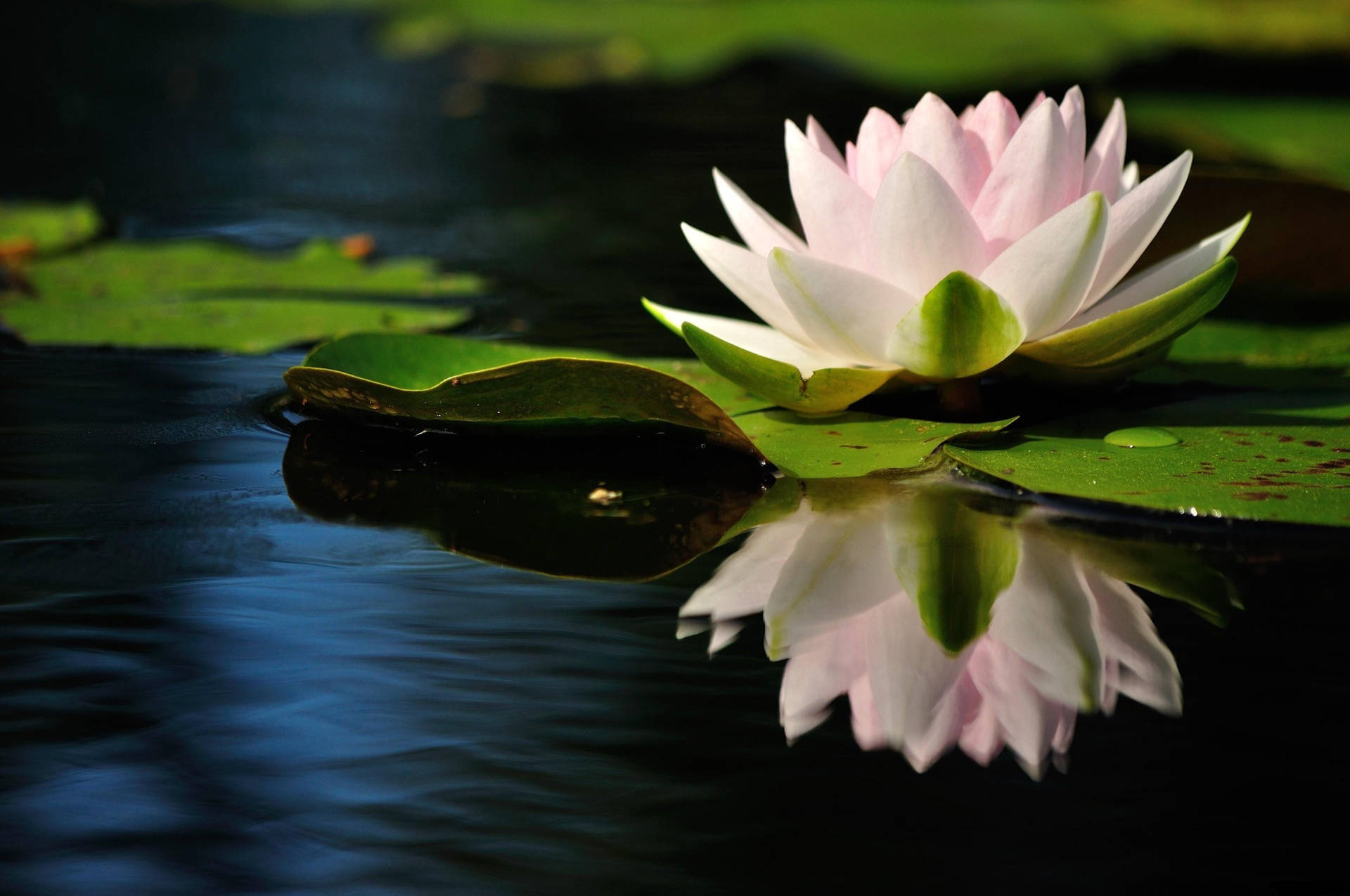 A Quiet Pond With Lotus Flower
