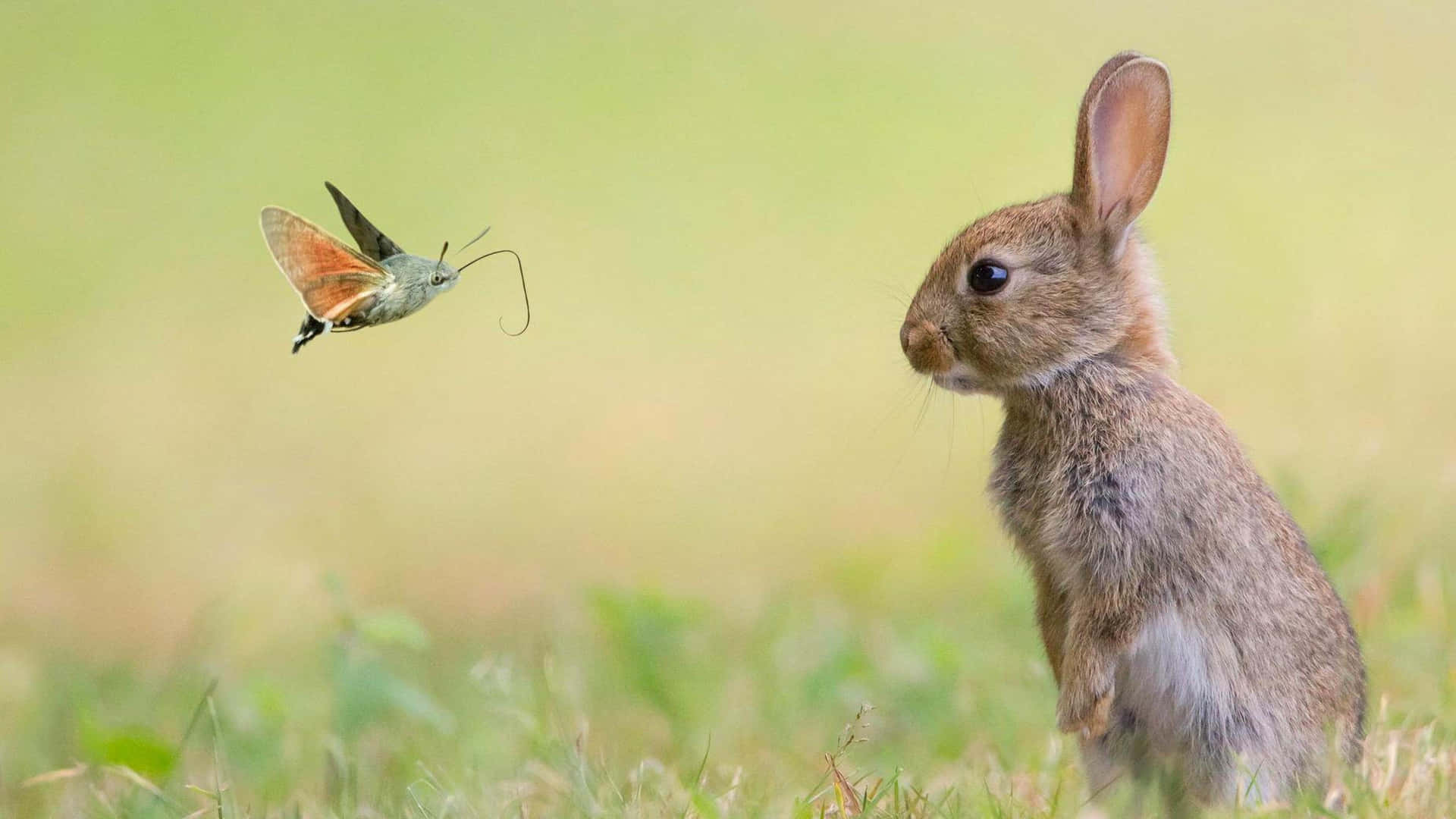 A Rabbit Is Looking At A Butterfly Background