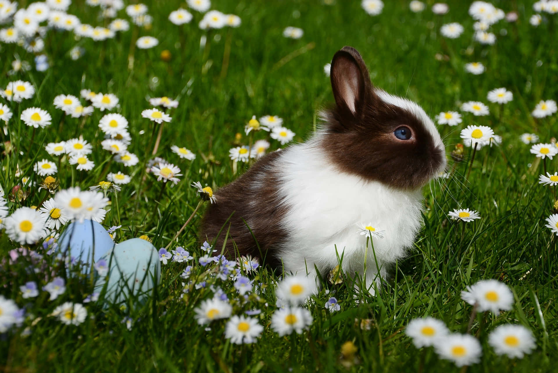A Rabbit Is Sitting In A Field Of Daisies Background