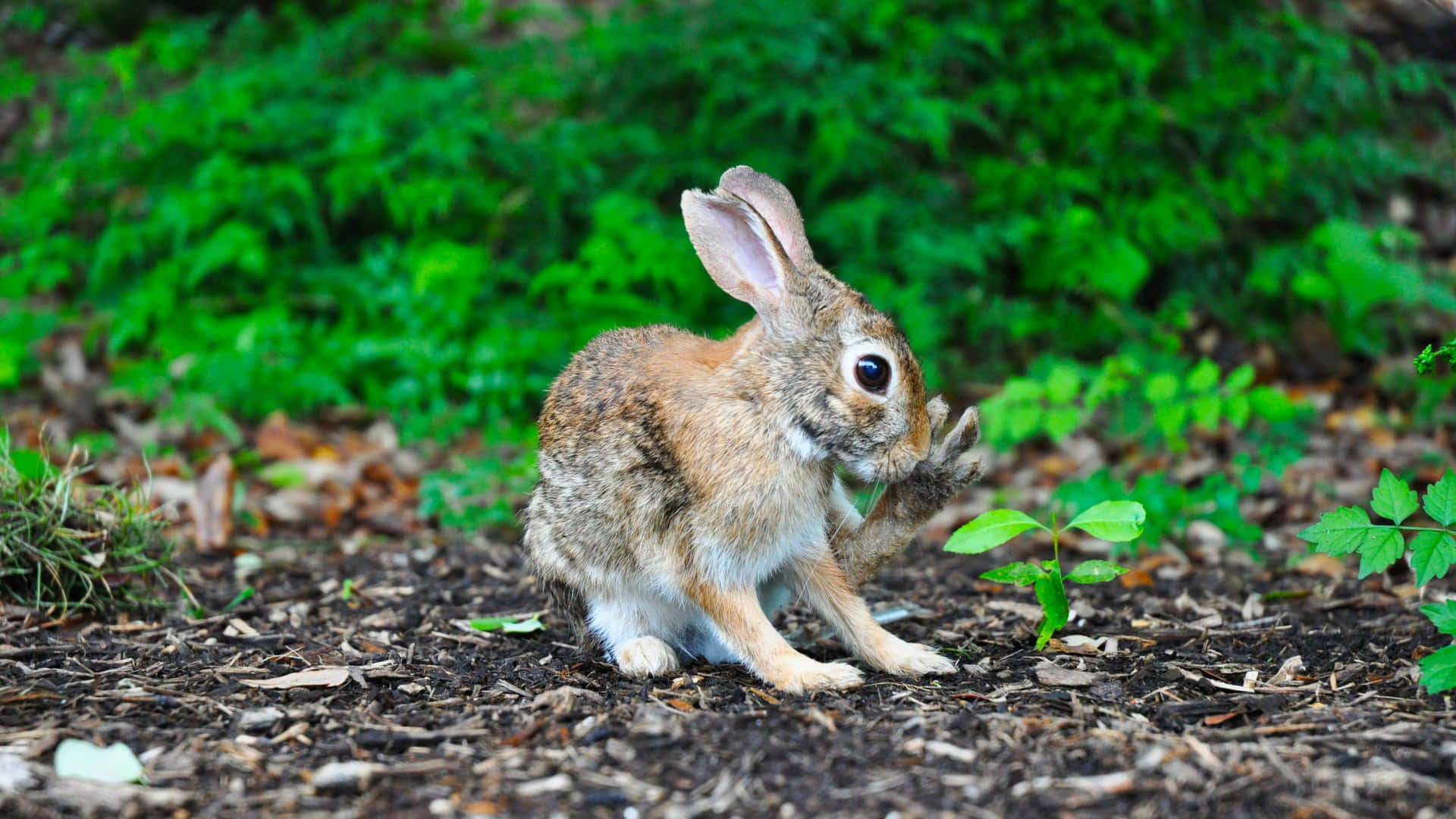 A Rabbit Is Sitting On The Ground Near Some Plants Background