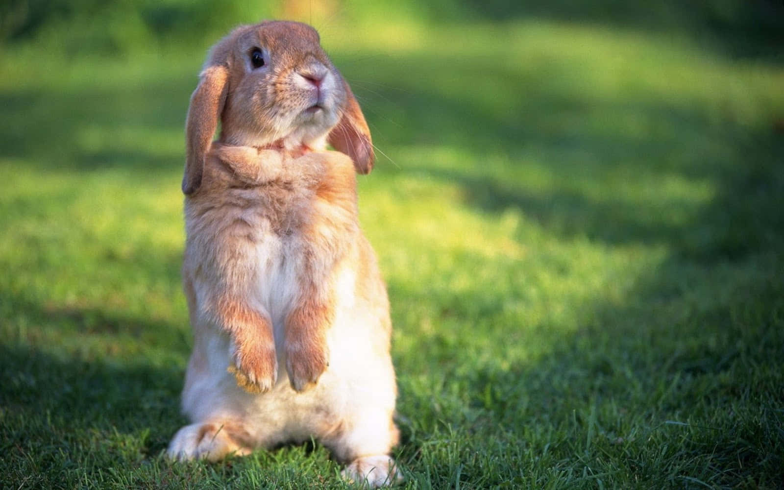 A Rabbit Standing On Its Hind Legs In The Grass Background