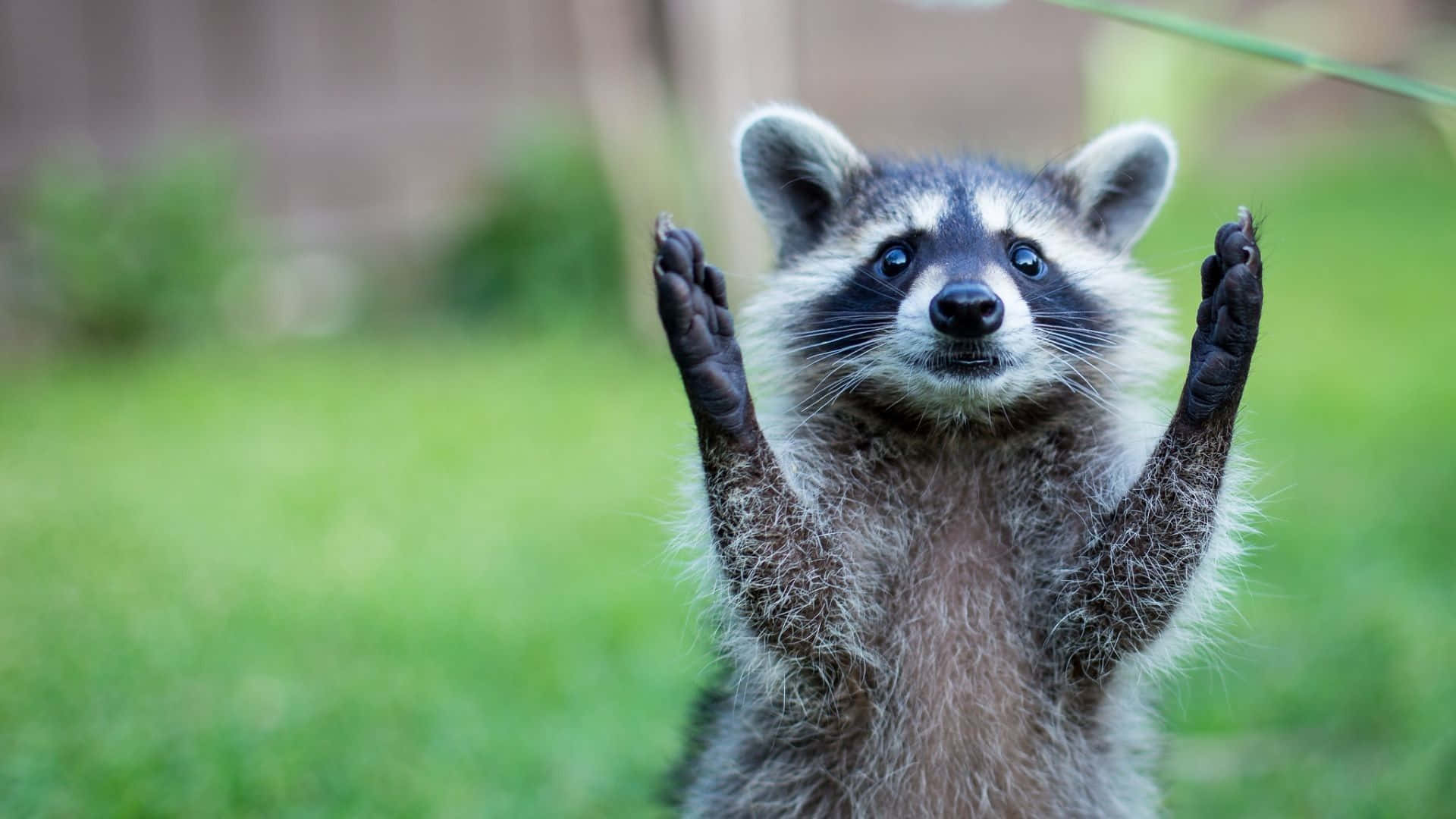 A Raccoon Is Standing Up And Waving His Hands