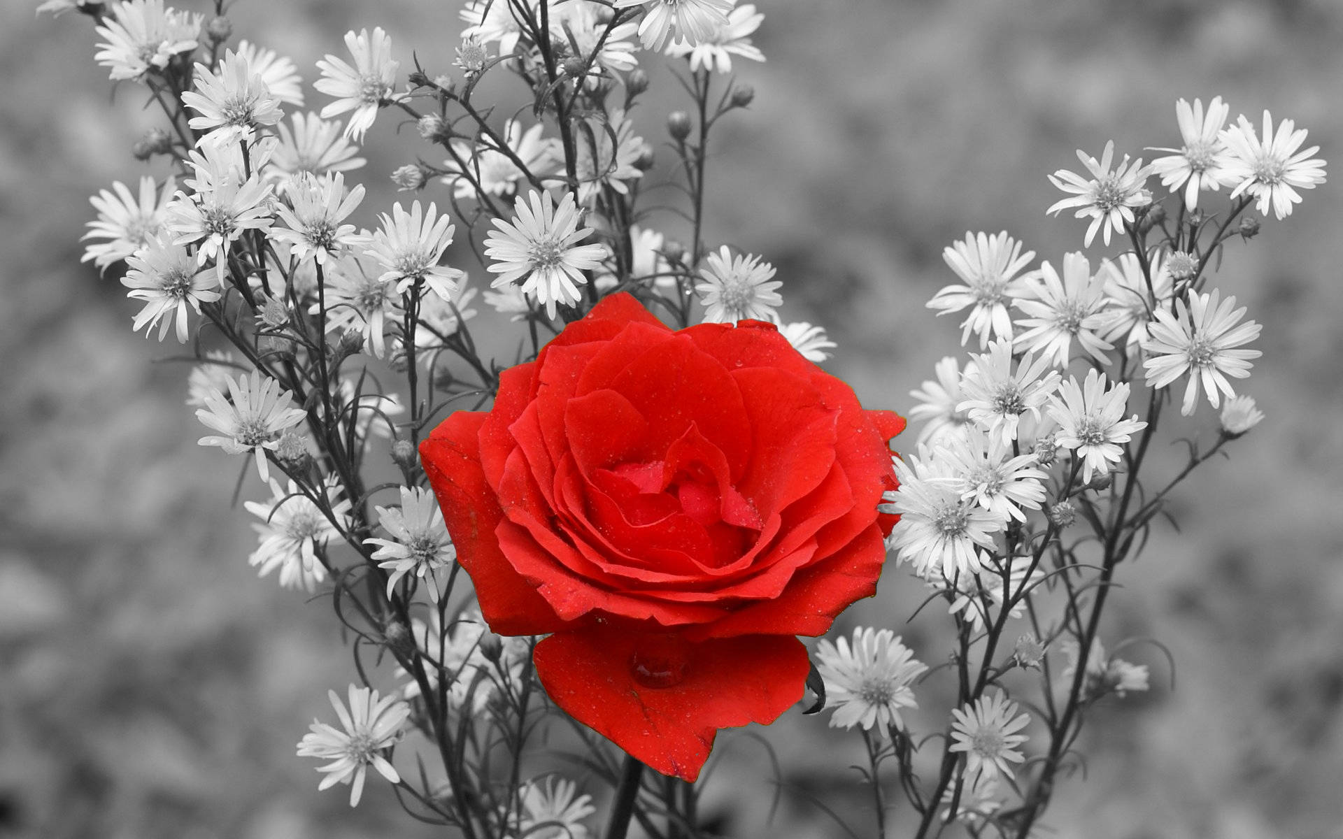 A Radiant Red Rose Amidst White Flowers Background