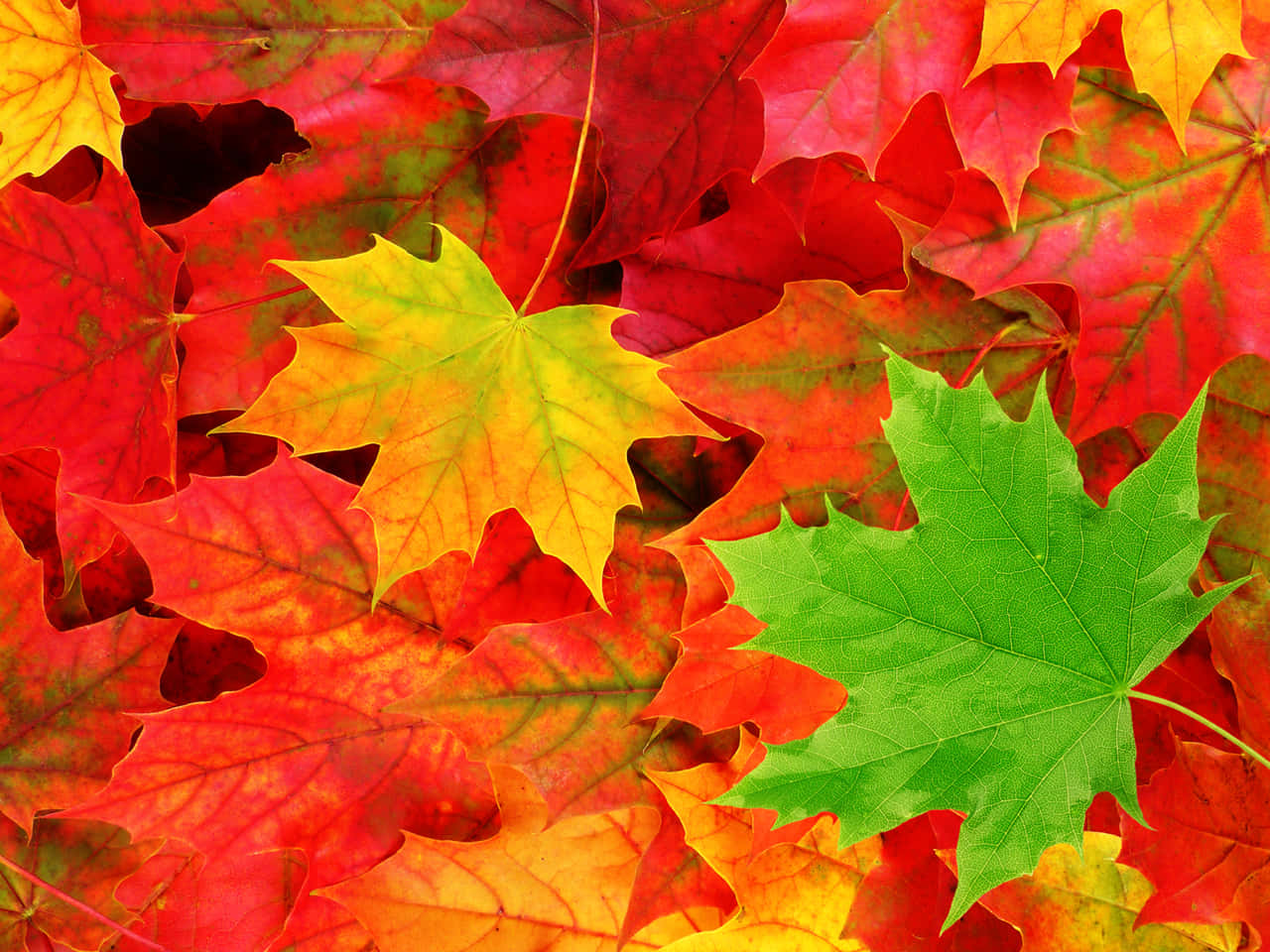A Radiant Yellow Autumn Leaf Twinkles In The Afternoon Light. Background
