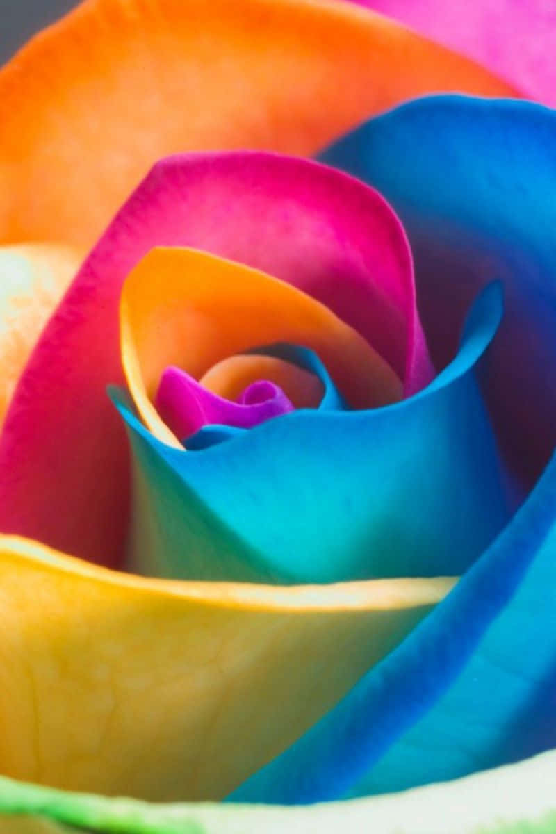 A Rainbow-colored Flower On An Iphone Background