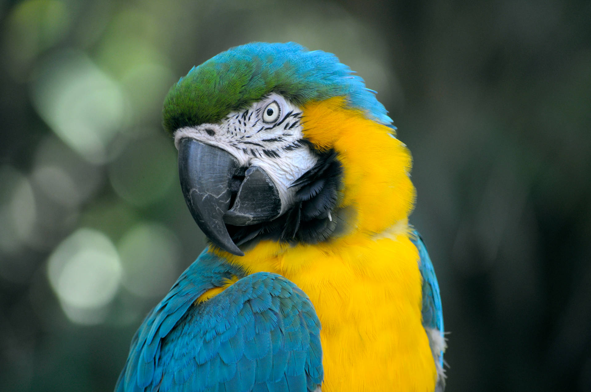 A Rainbow Of Feathers: Spectacular Colorful Birds Background