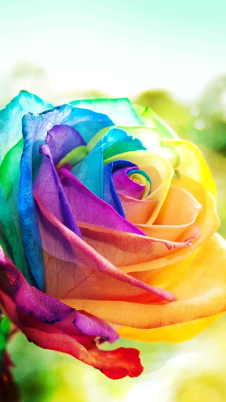 A Rainbow Rose Is Shown In The Background Background