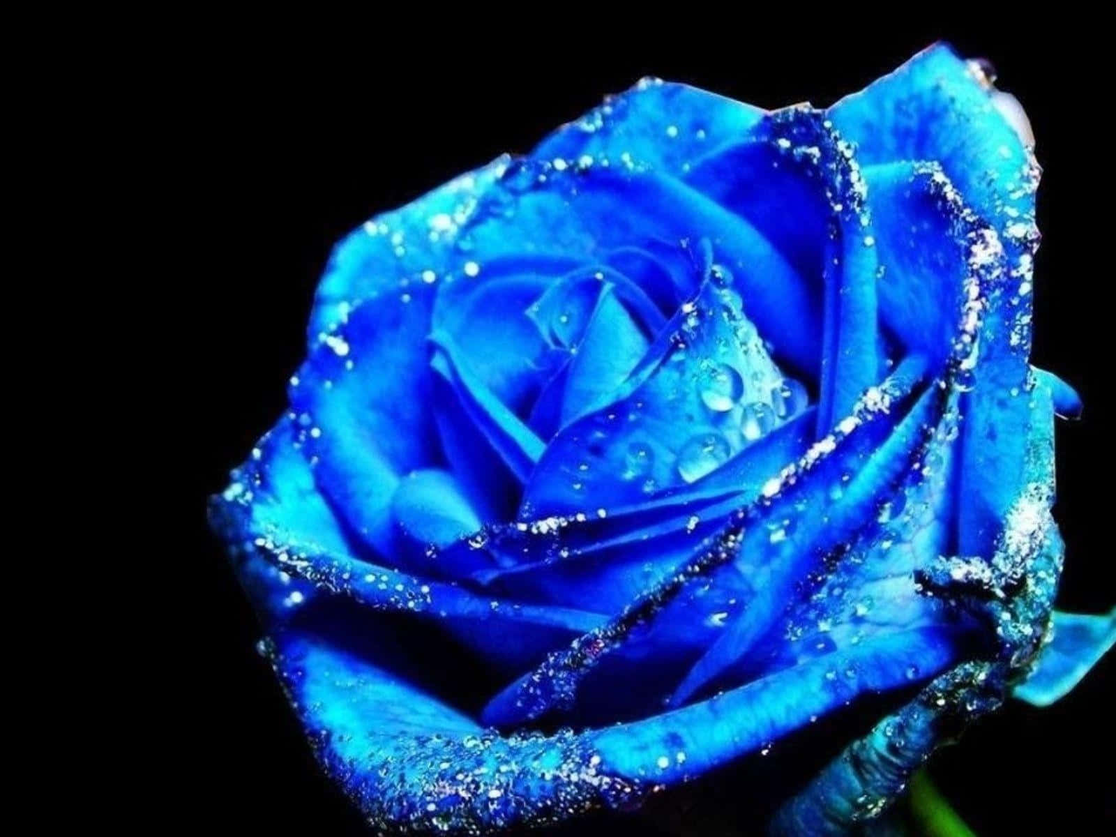A Rare And Beautiful Blue Rose In Full Bloom