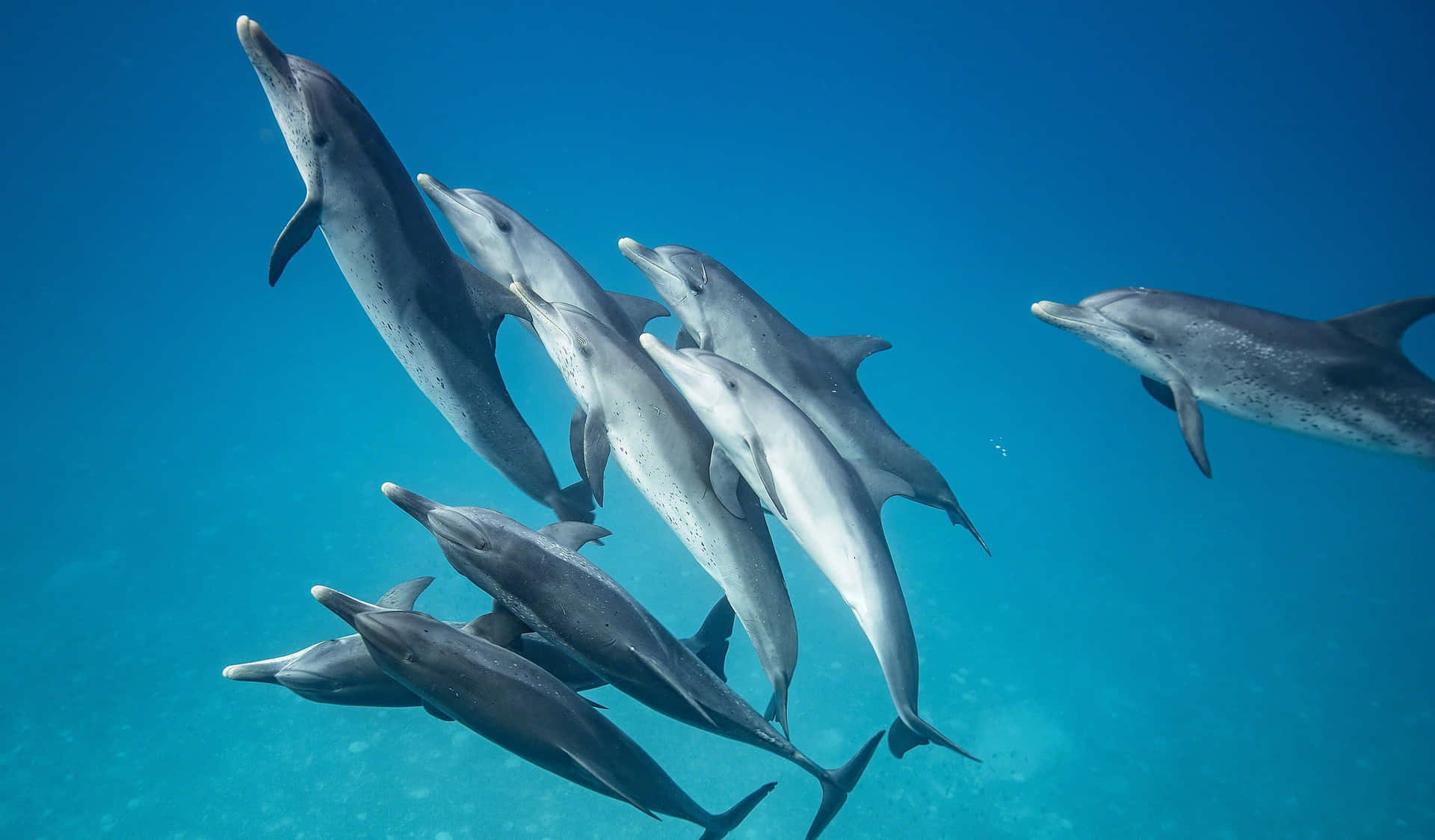 A Rare Cool Dolphin Swimming In The Cool, Blue Waters Background