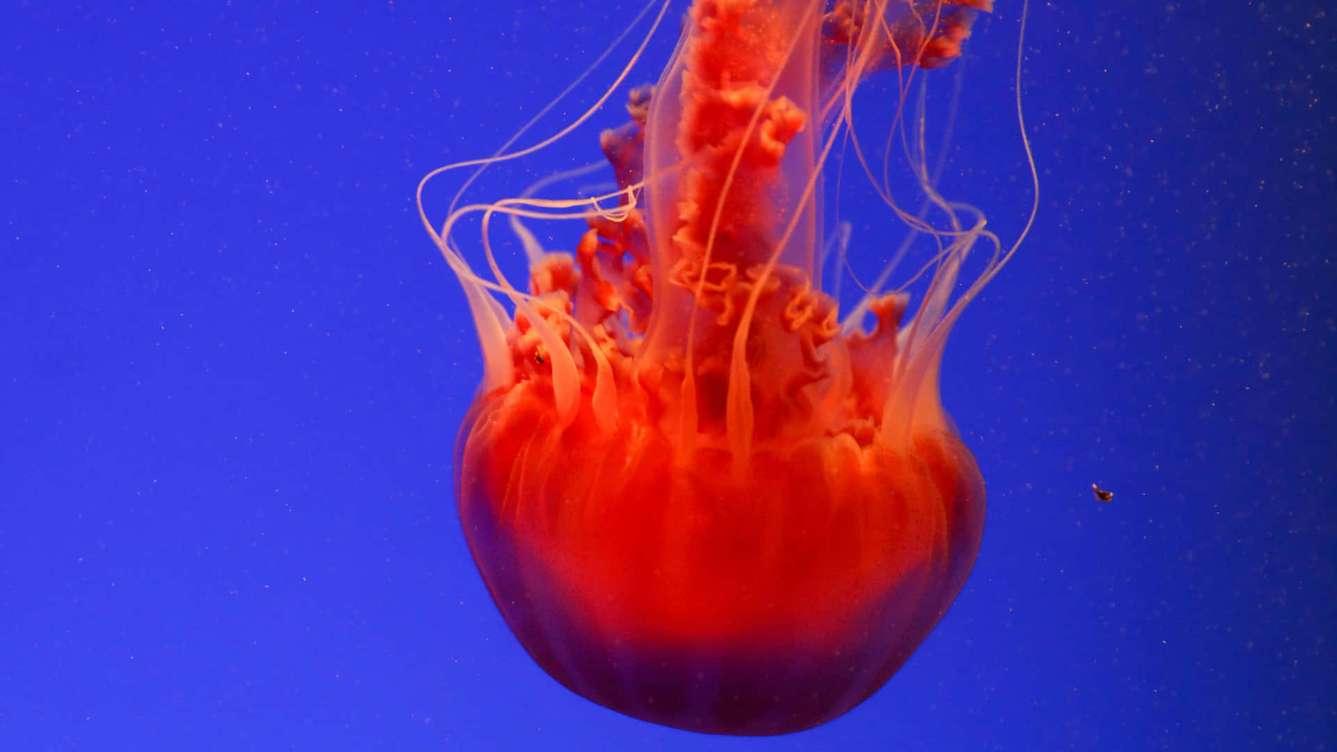 A Rare Glimpse Of The Mesmerizing Beauty Of A 4k Jellyfish