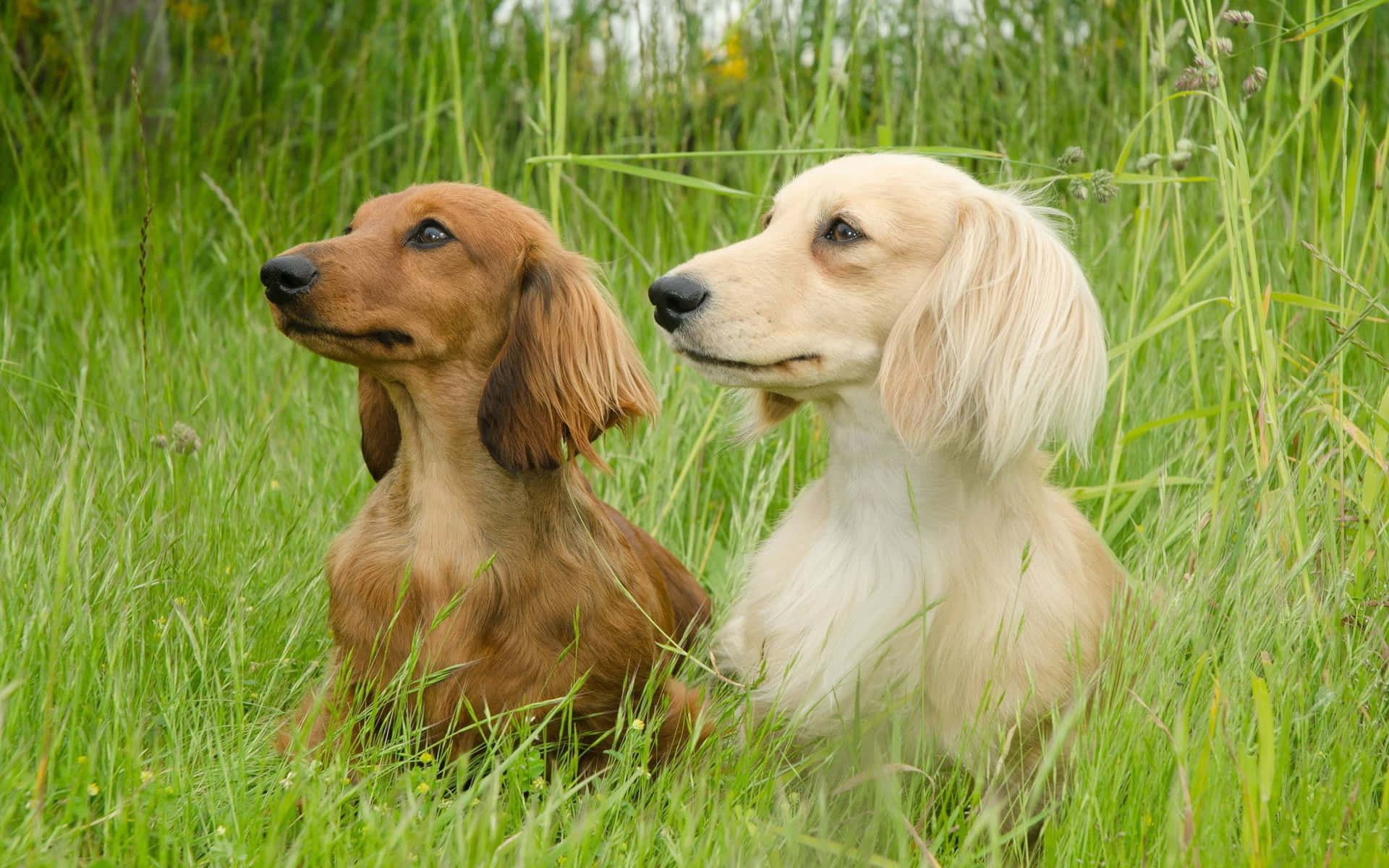 A Red And Brown Dachshund Enjoying A Playful Day In The Garden Background