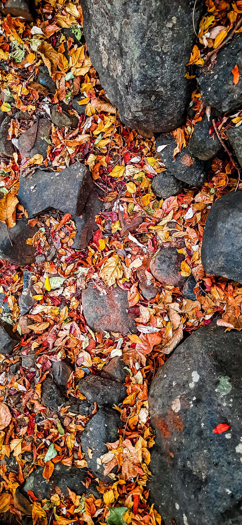A Red And Yellow Umbrella Background