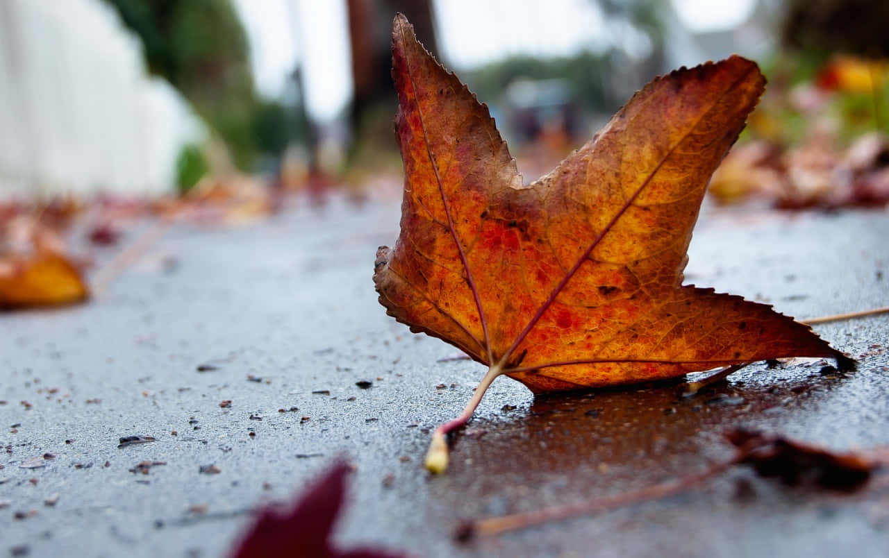 A Red Autumn Leaf Illuminated By The Low Autumn Sun Background