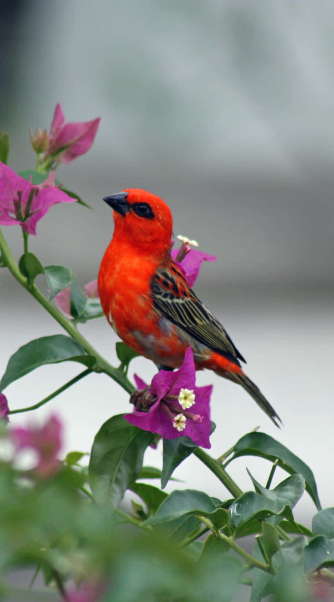 A Red Bird Perched On A Purple Flower