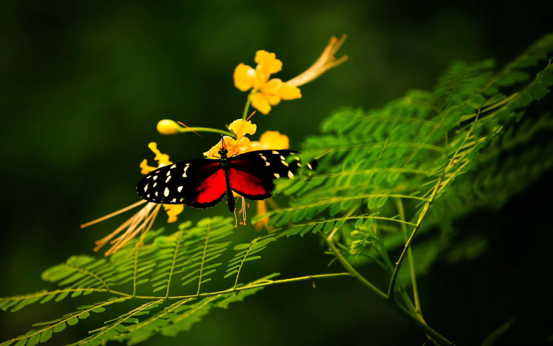 A Red Butterfly Taking Flight Background