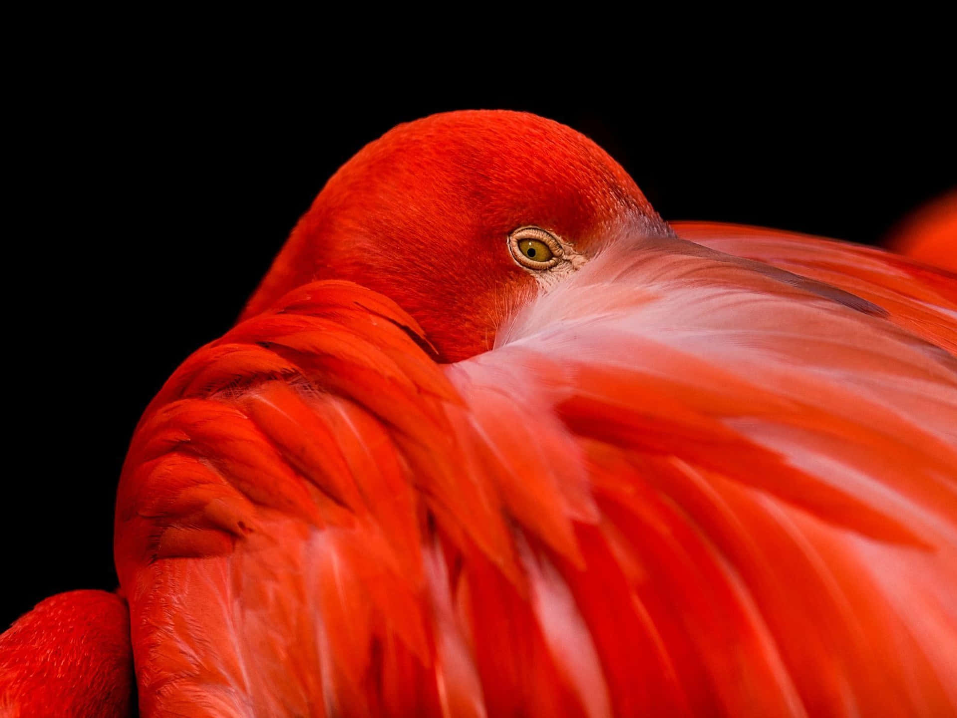 A Red Flamingo With A Black Background Background
