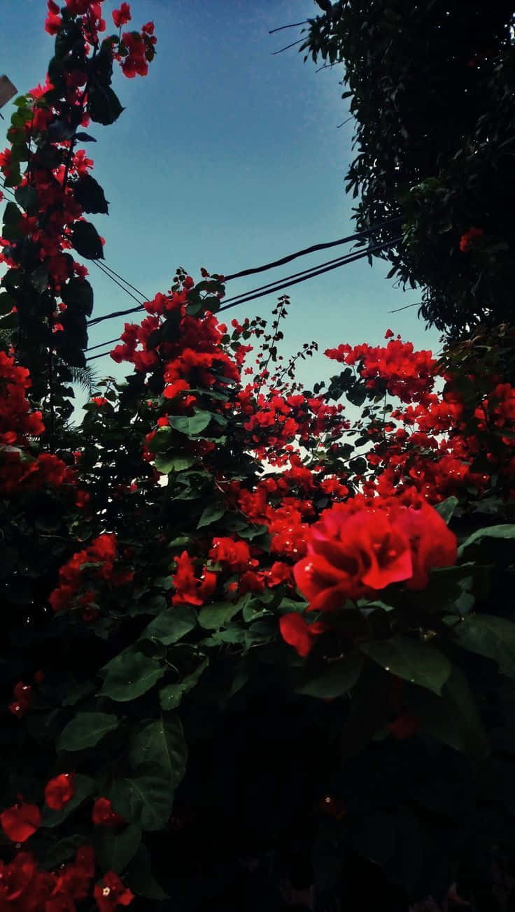 A Red Flower Blooms In Aesthetic Perfection