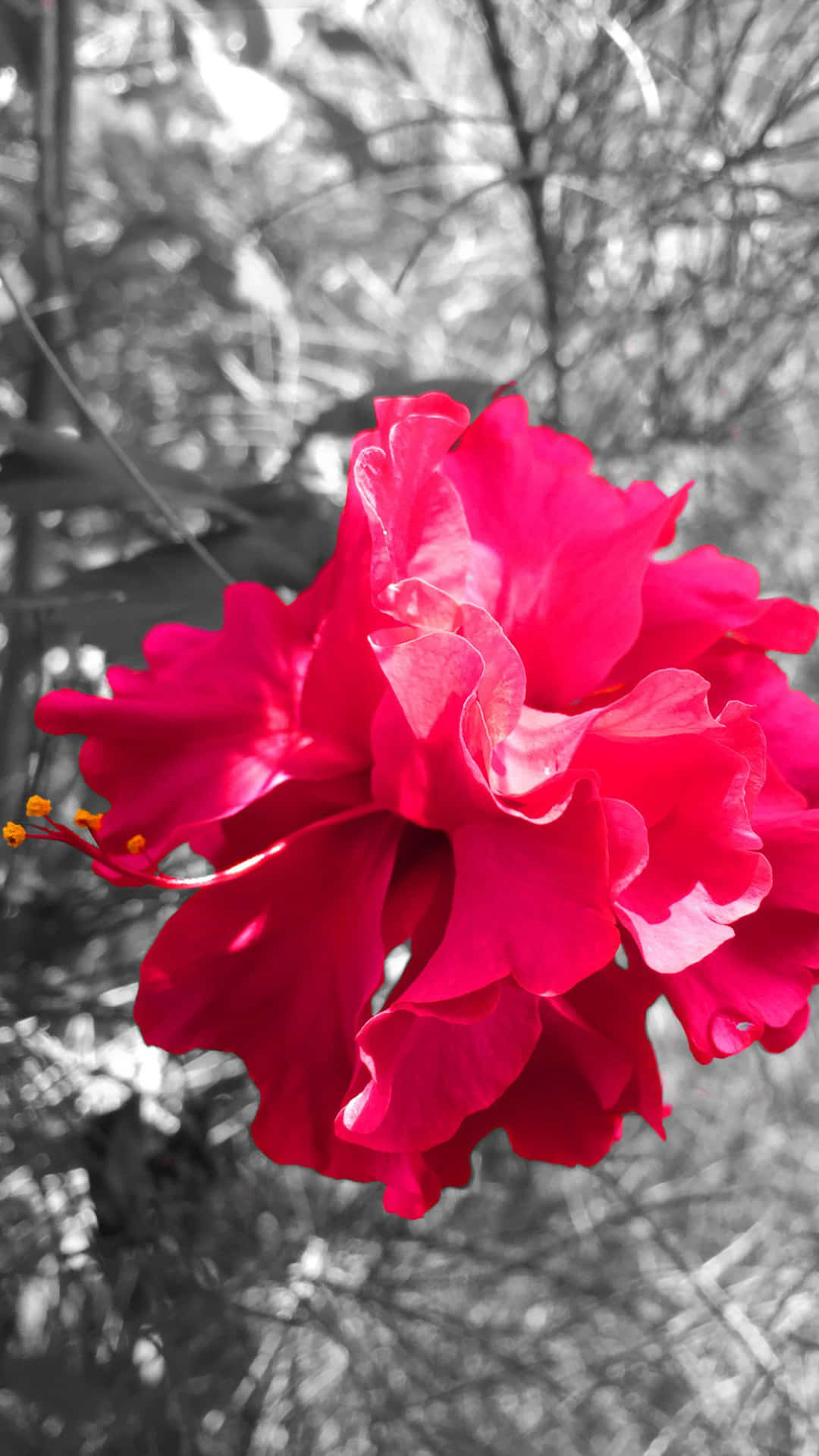 A Red Flower In A Bush Background
