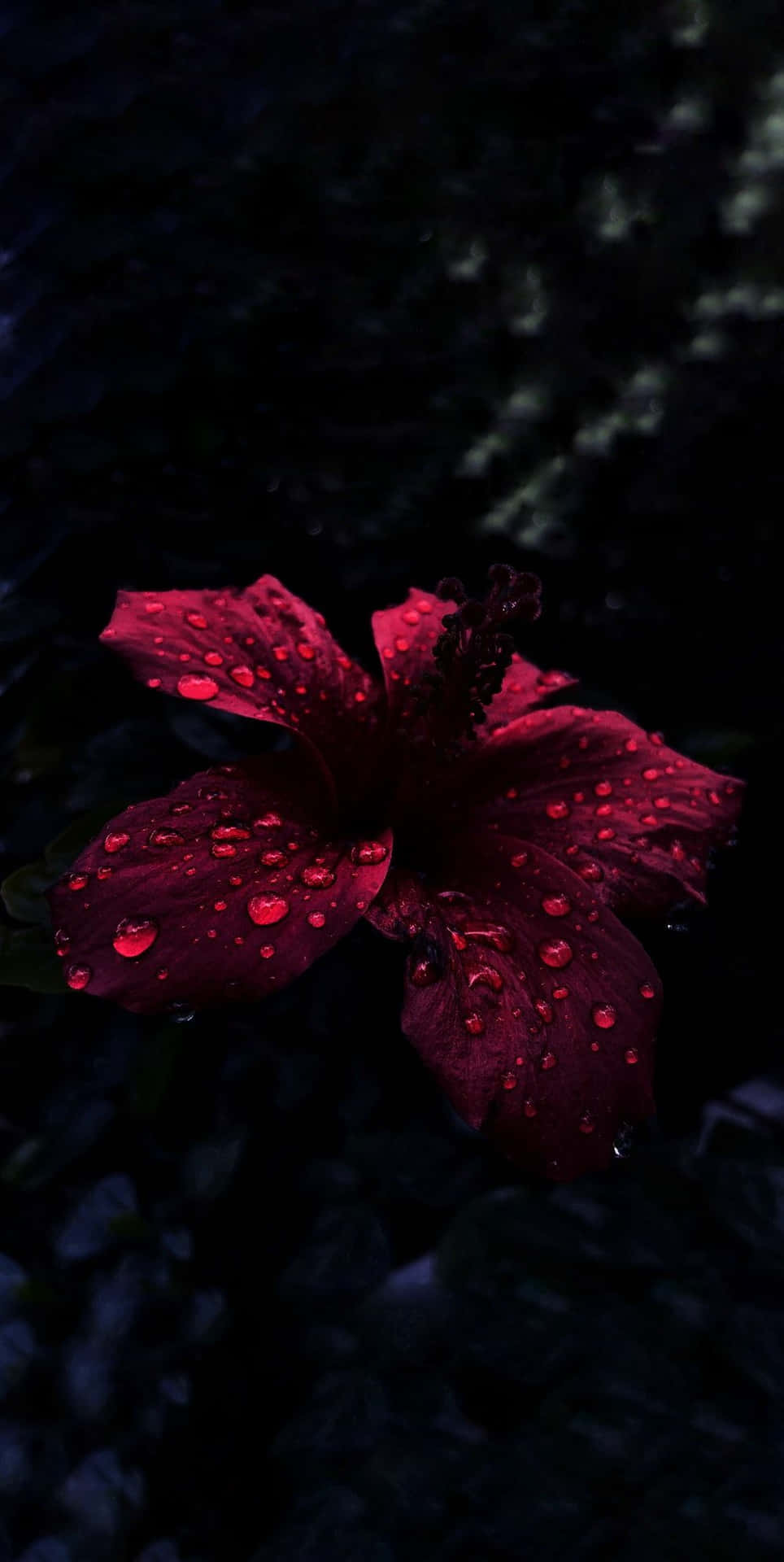 A Red Flower In The Water Background