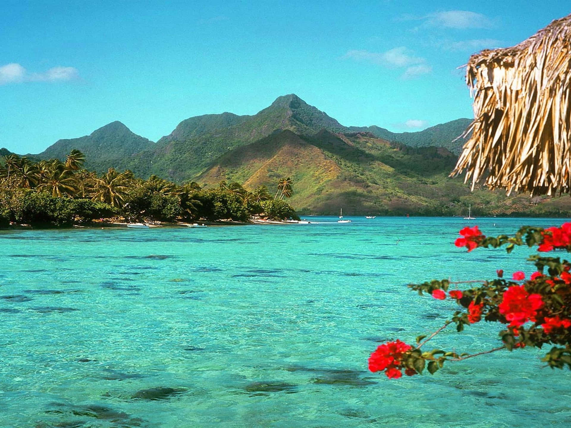 A Red Flower In The Water Background