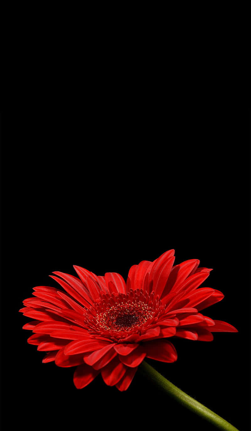 A Red Flower On A Black Background Background