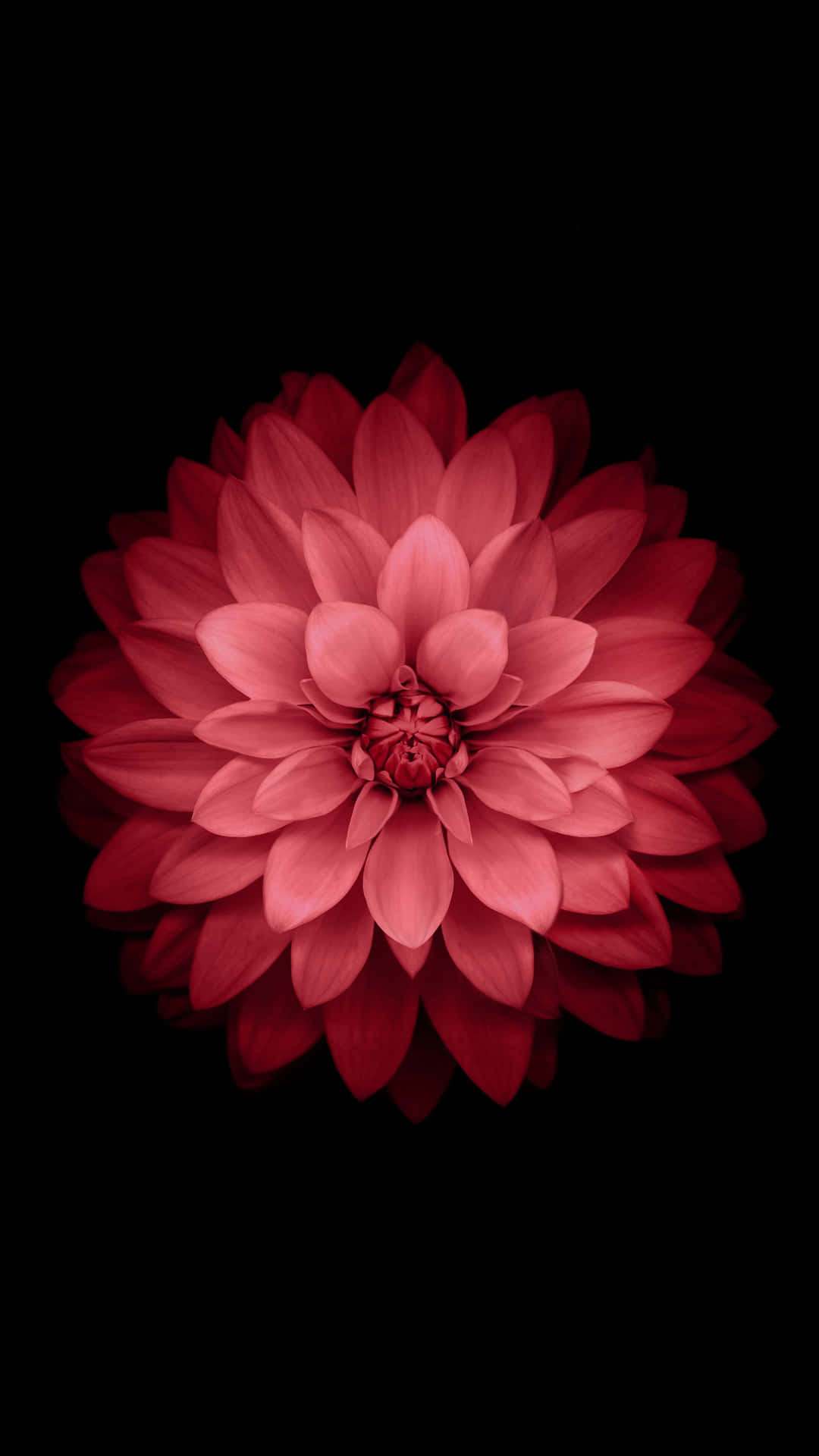 A Red Flower On A Black Background Background