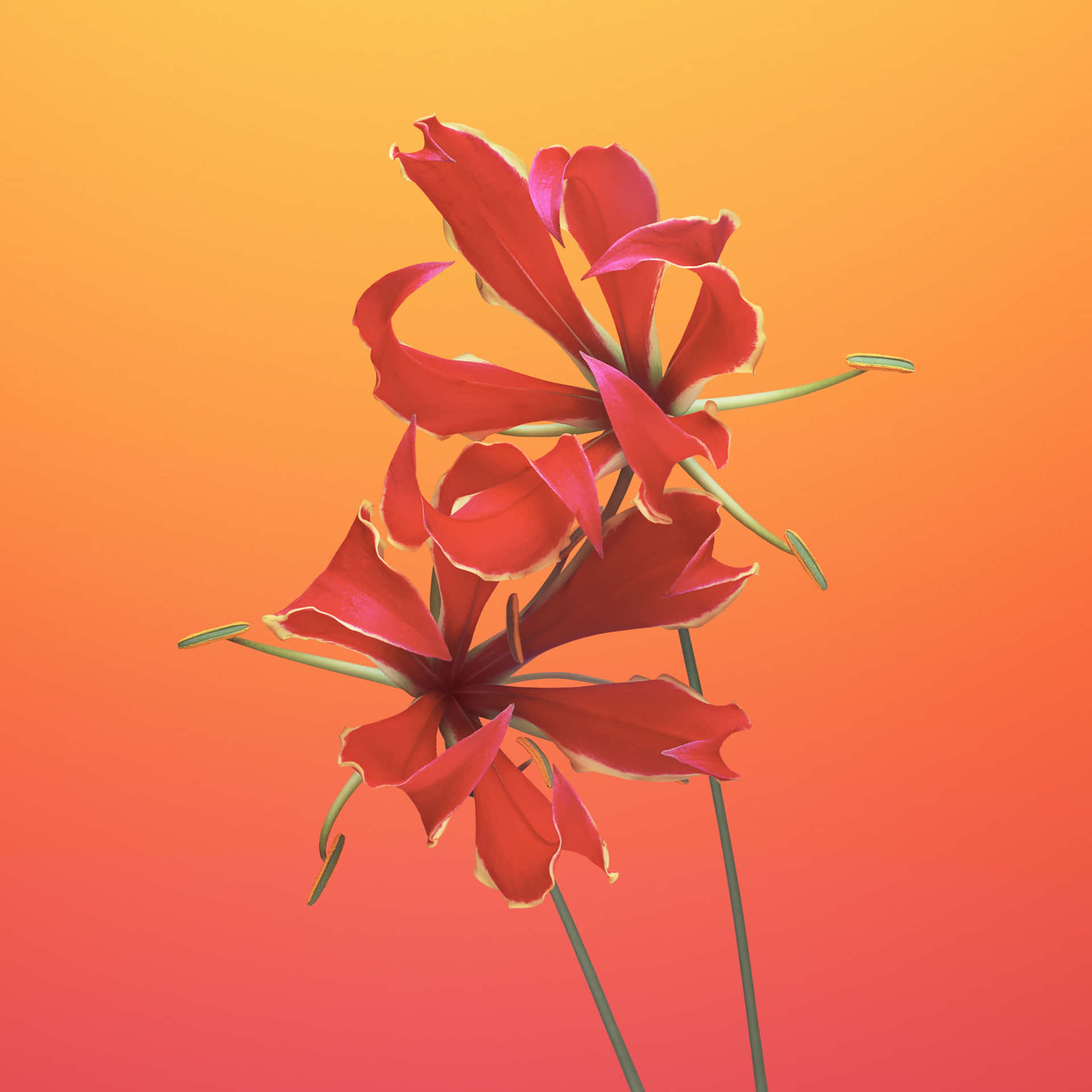 A Red Flower On A Yellow Background Background