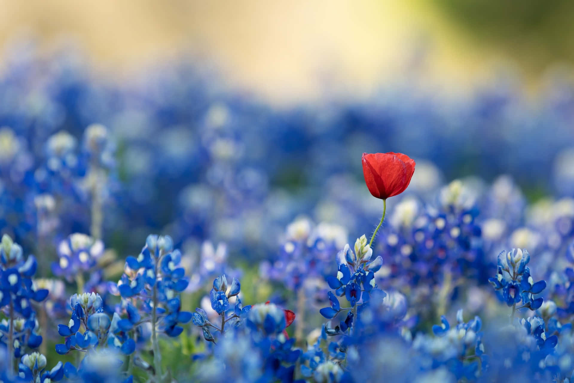 A Red Flower Stands Alone In A Field Of Bluebonnets Background