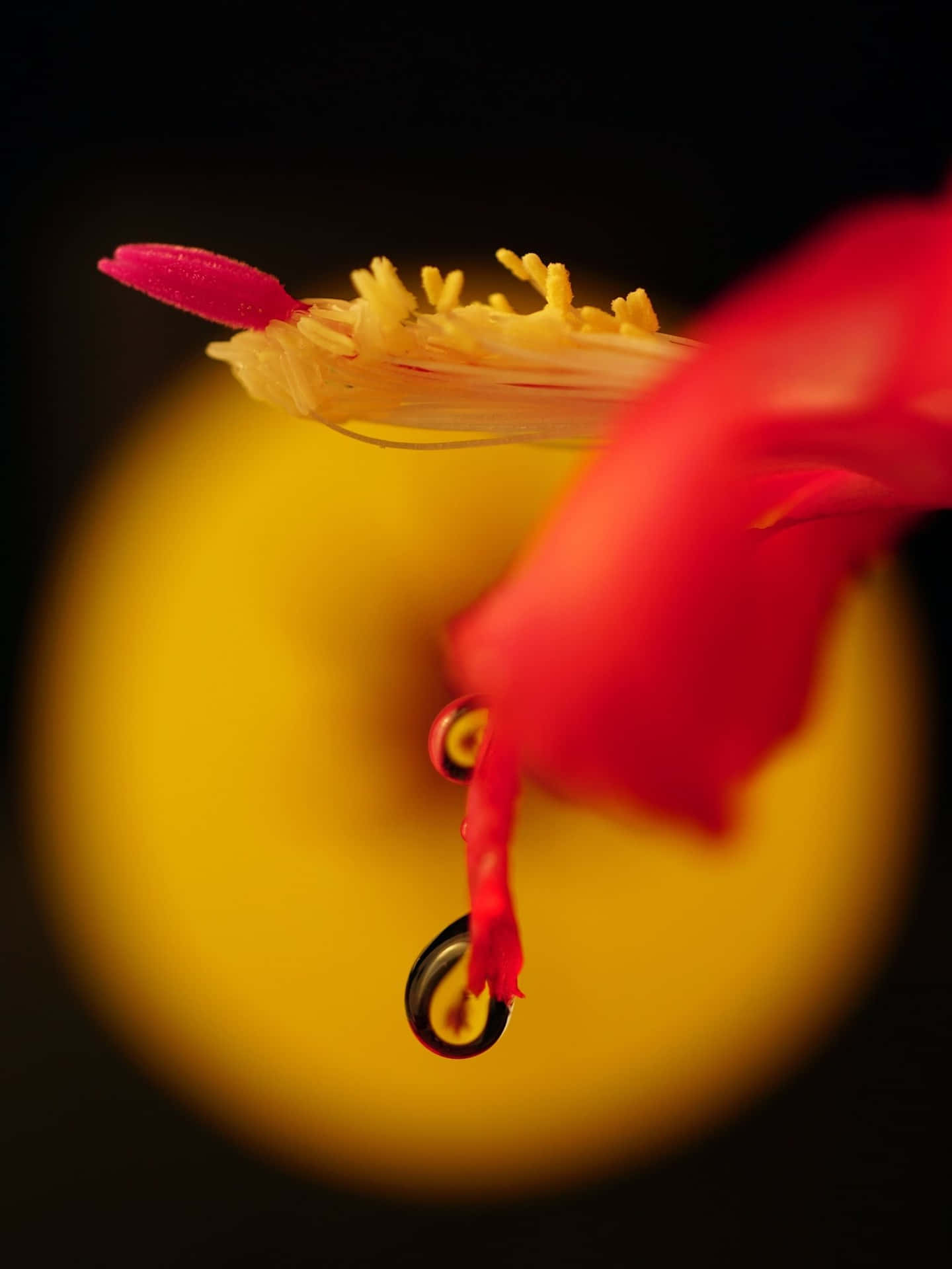 A Red Flower With A Drop Of Water On It Background